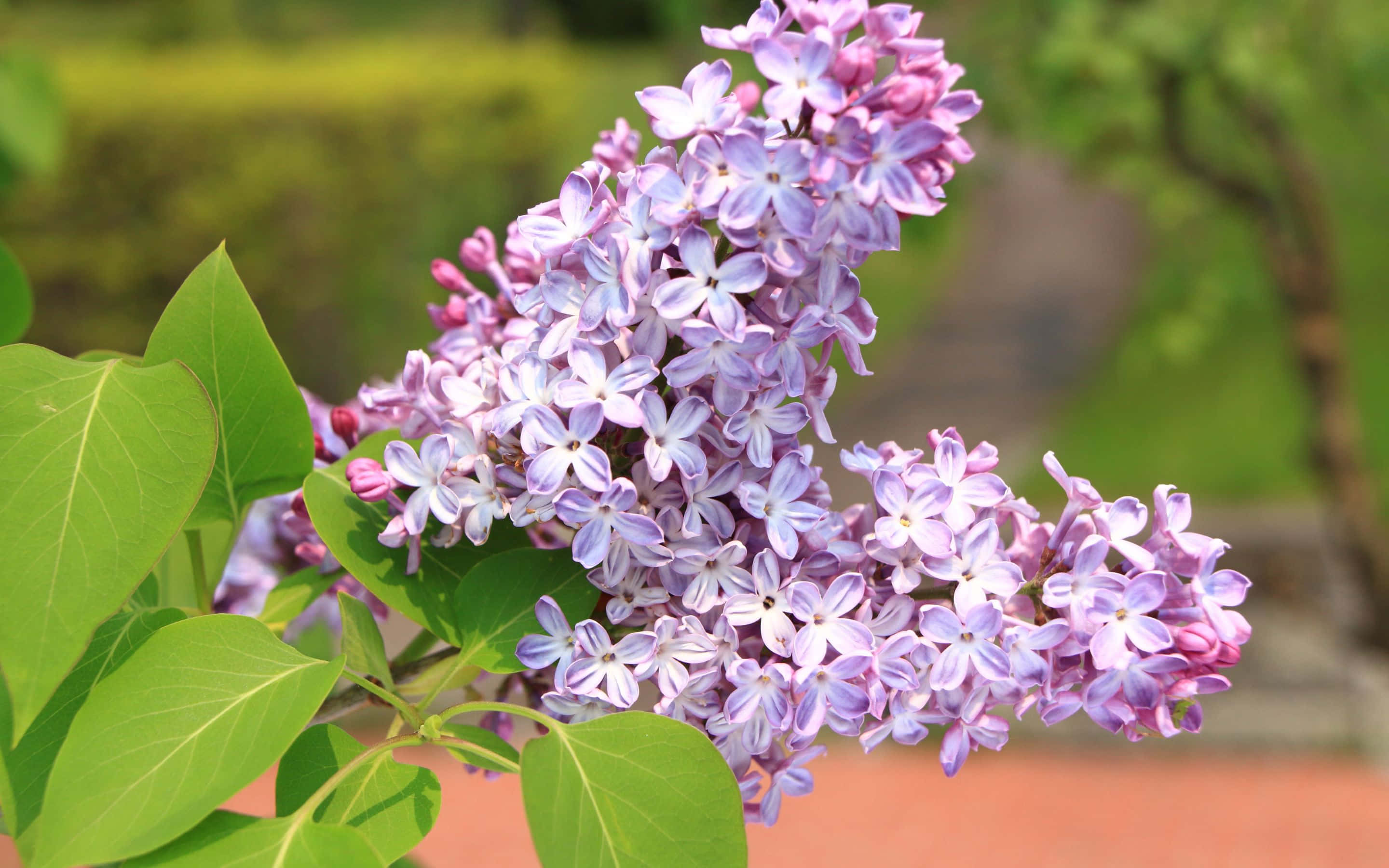 Betagende pink solsikke i fuldt flor Wallpapers