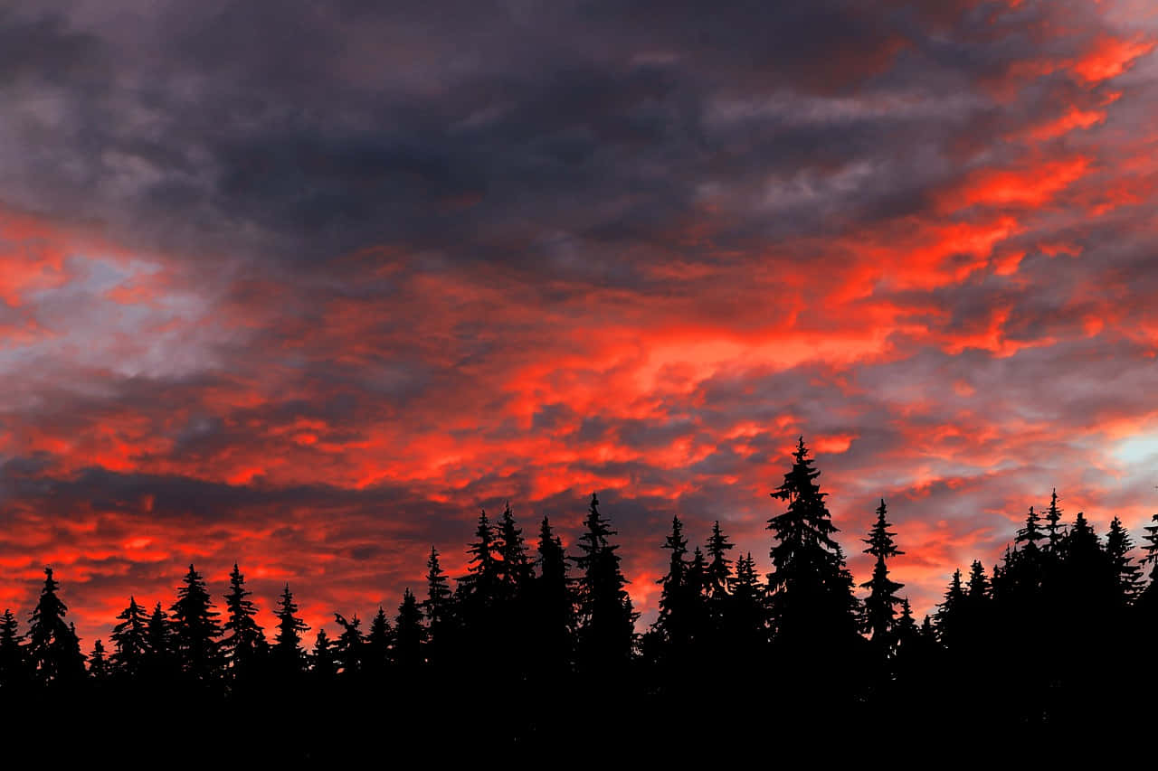 Betagende æstetiske skyer over et skovklædt landskab Wallpapers