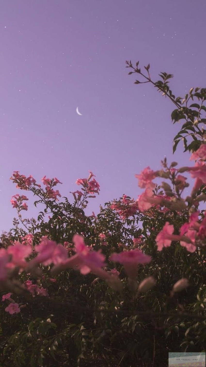 Beundr den rolige skønhed af den lyserøde blomst mod himlen, baggrunden giver en fantastisk æstetik til din iPhone X. Wallpapers
