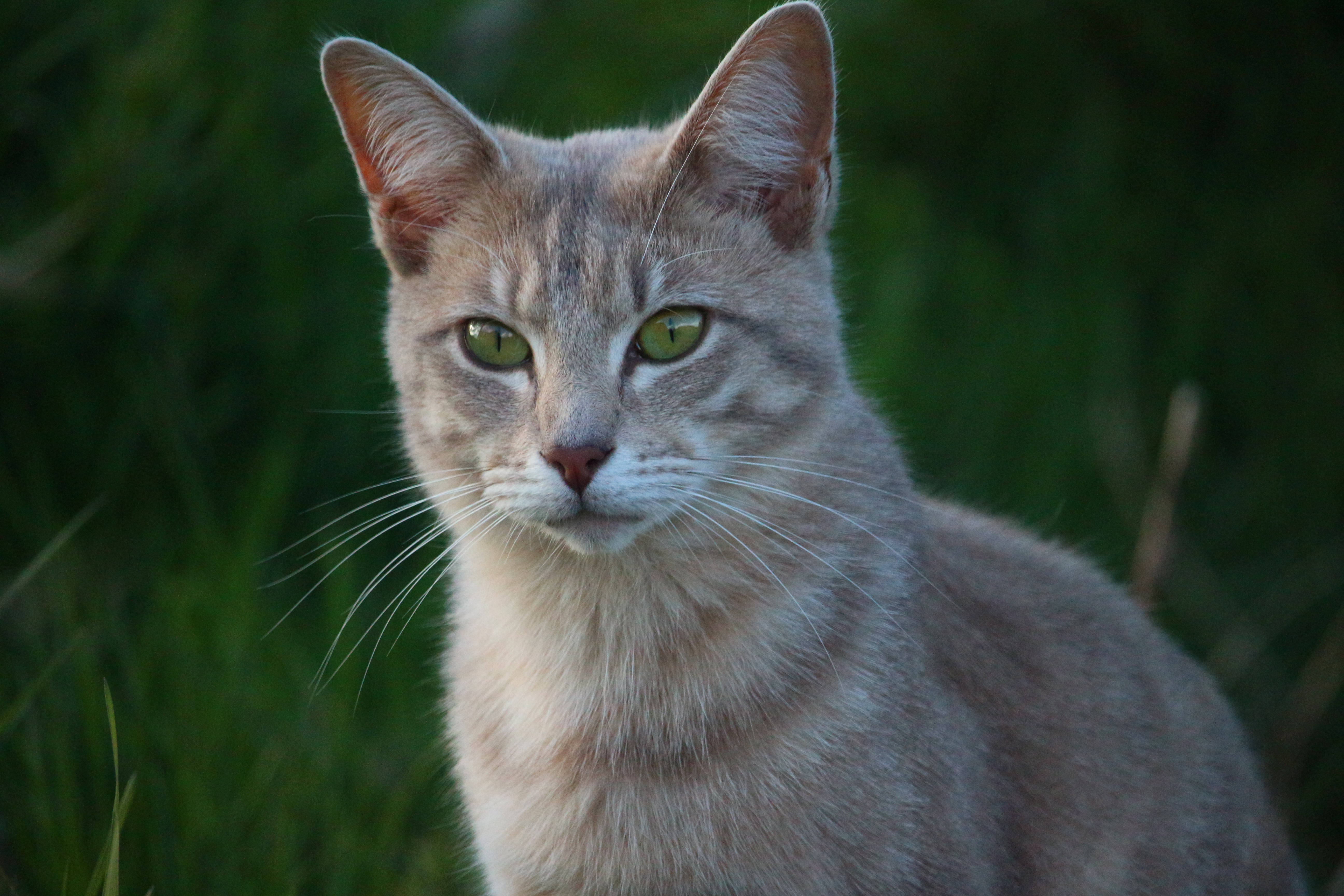Beundringsværdig katteansigt tæt på Wallpapers