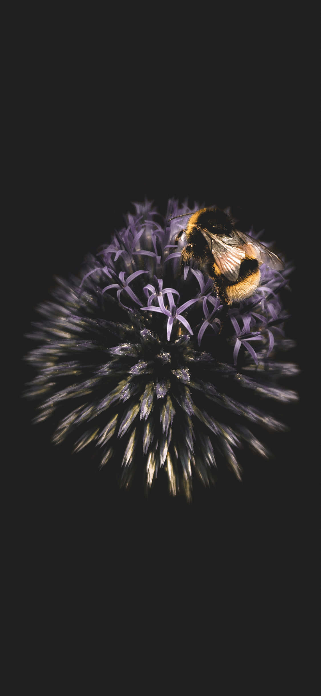 Bi Æstetisk Cirkulær Effekt iPhone Wallpapers
