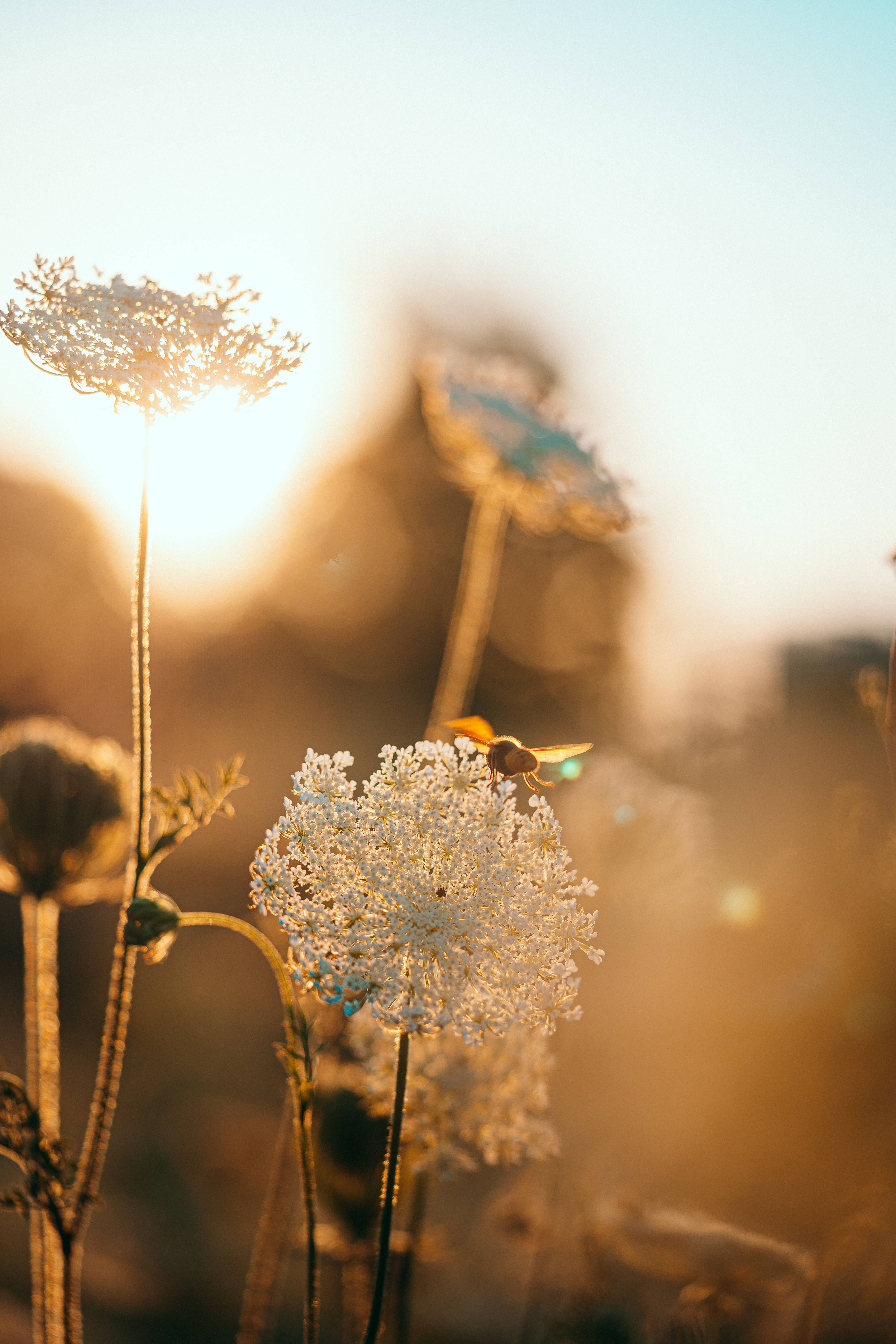 Bi i æstetisk blomst Wallpapers