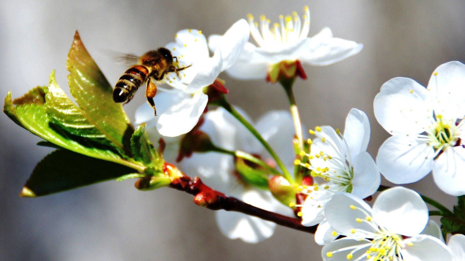 Bi på hvid kirsebærblomst Wallpapers