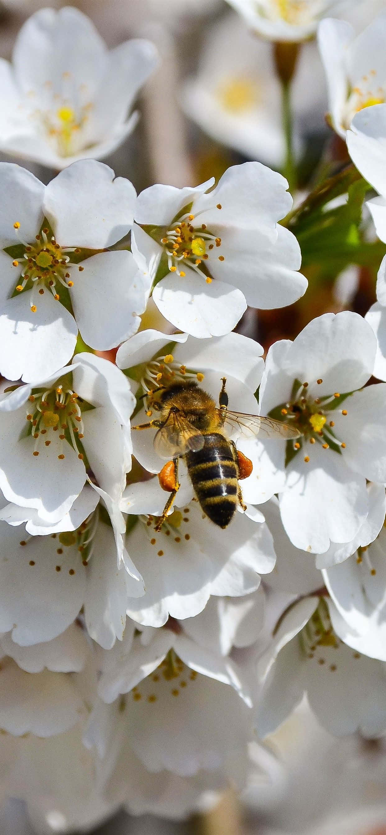 Bi samler fra hvide blomster iPhone Wallpapers
