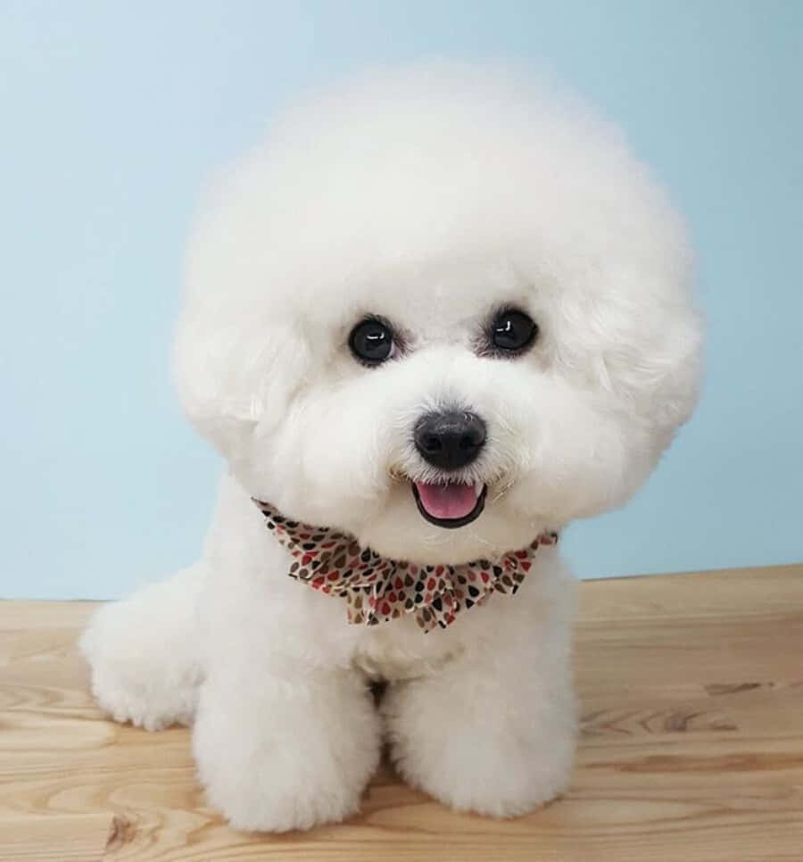 Bichon Frisé: en smuk hund for alle! Wallpapers