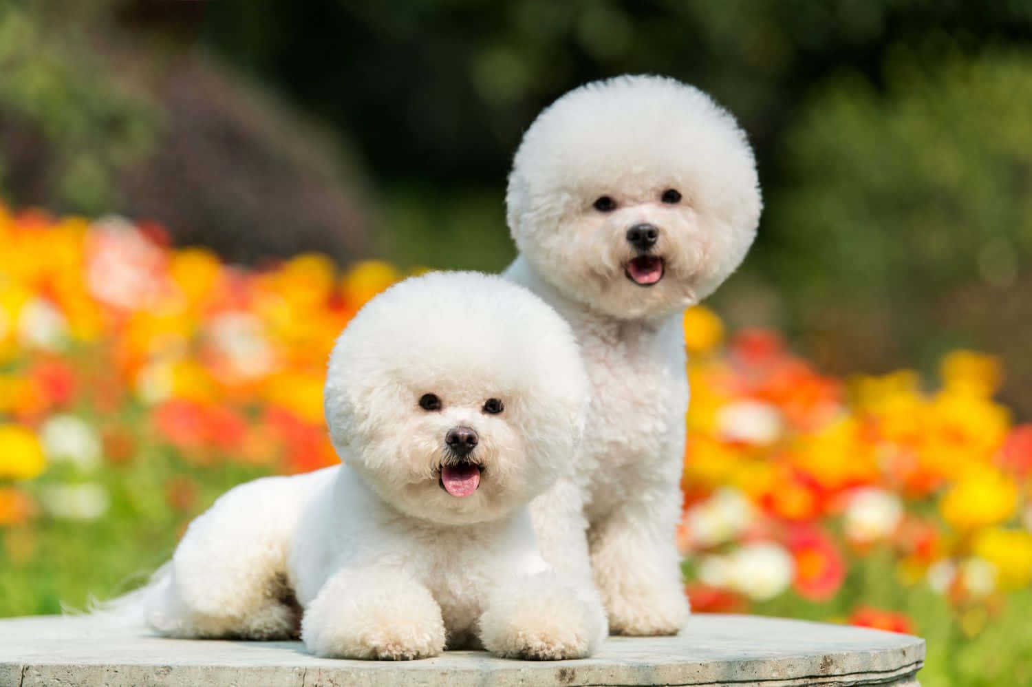 Bichon Frisé små hunde billede Wallpapers