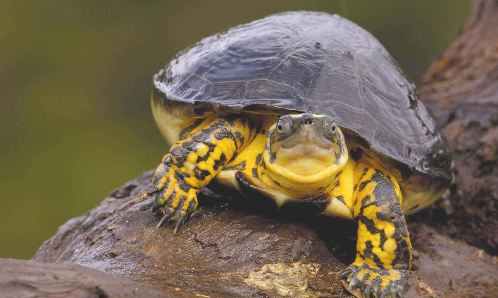 Billede af en sød skildpadde, der nyder en lur Wallpapers