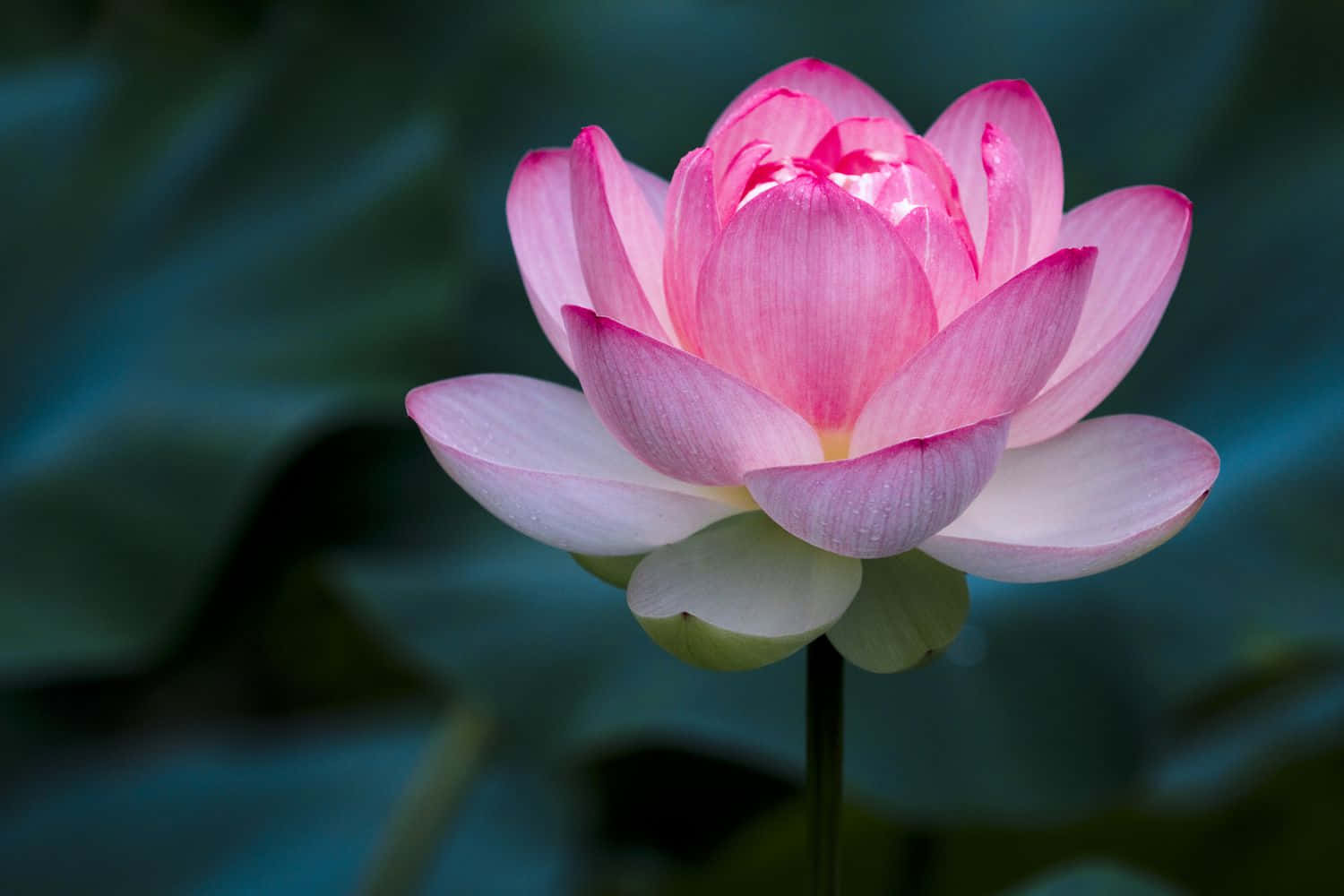 Billede af lyserød vandlotus Wallpapers