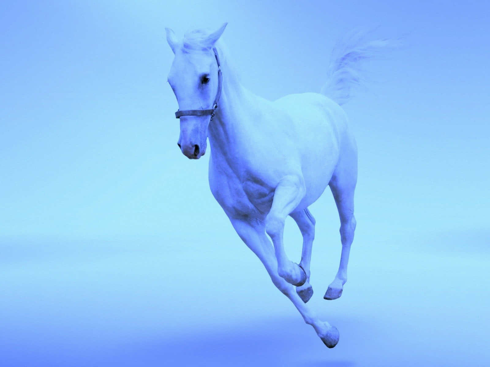 Billede af nuttet hest Wallpapers