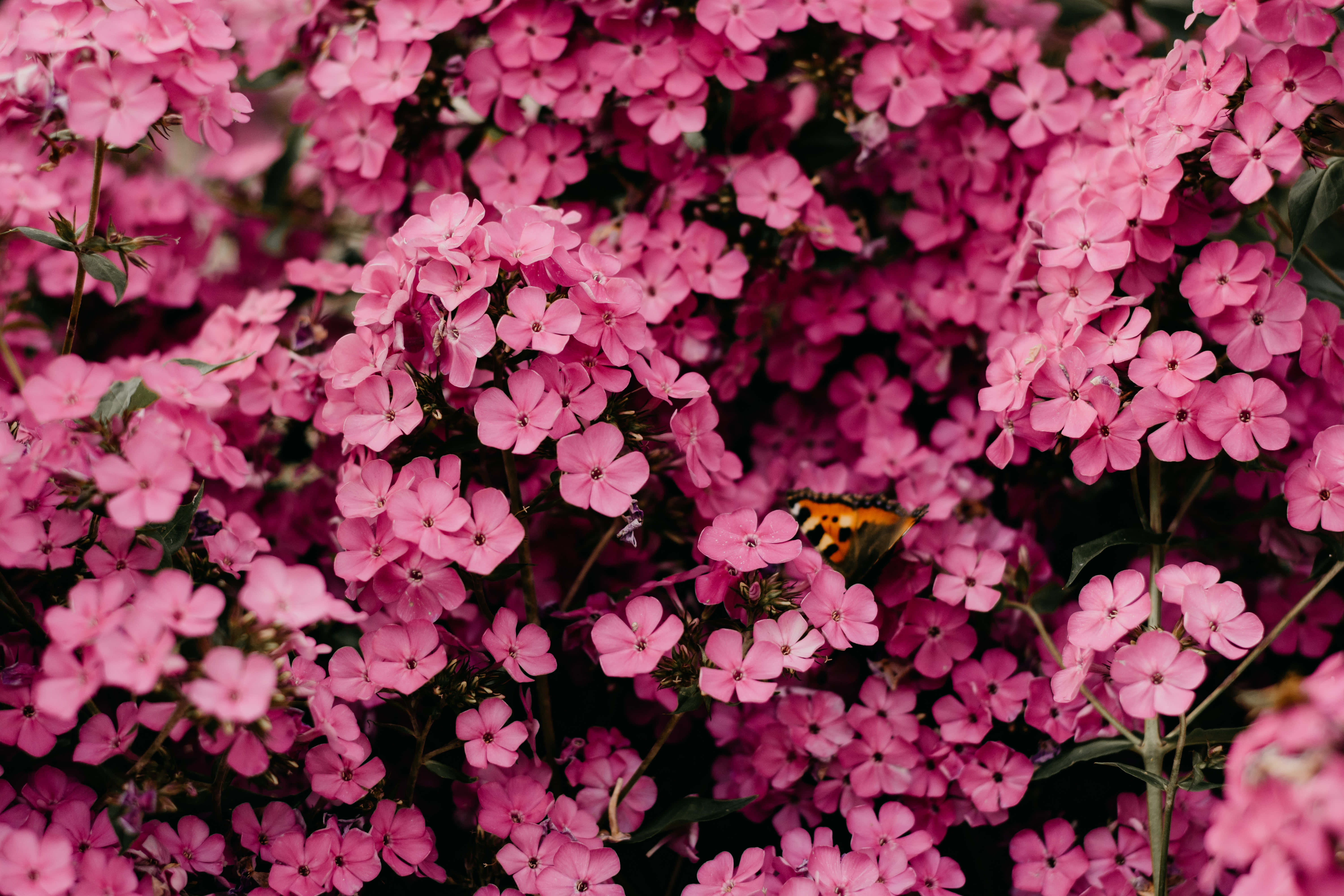 Billede af småbladede lyserøde blomster Wallpapers