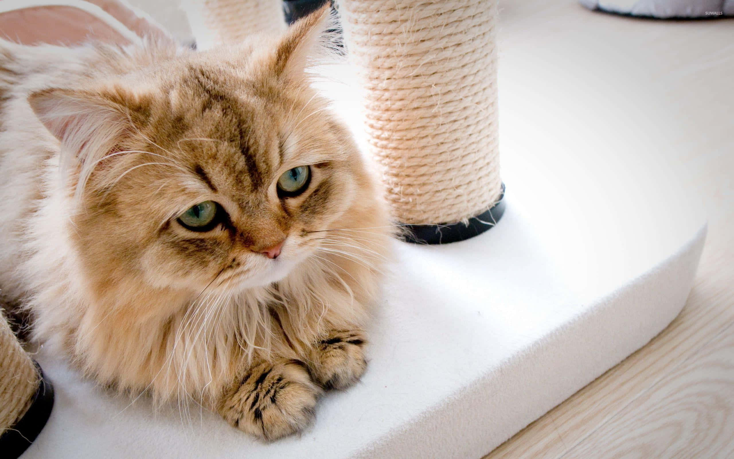 Billede af trist orange kat i seng Wallpapers
