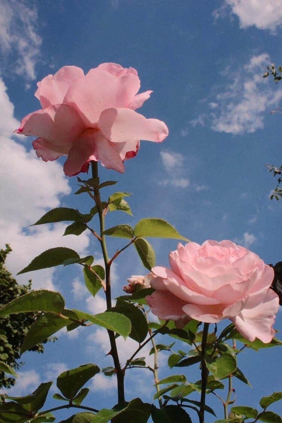 Billede En æstetisk lyserød blomst Wallpapers