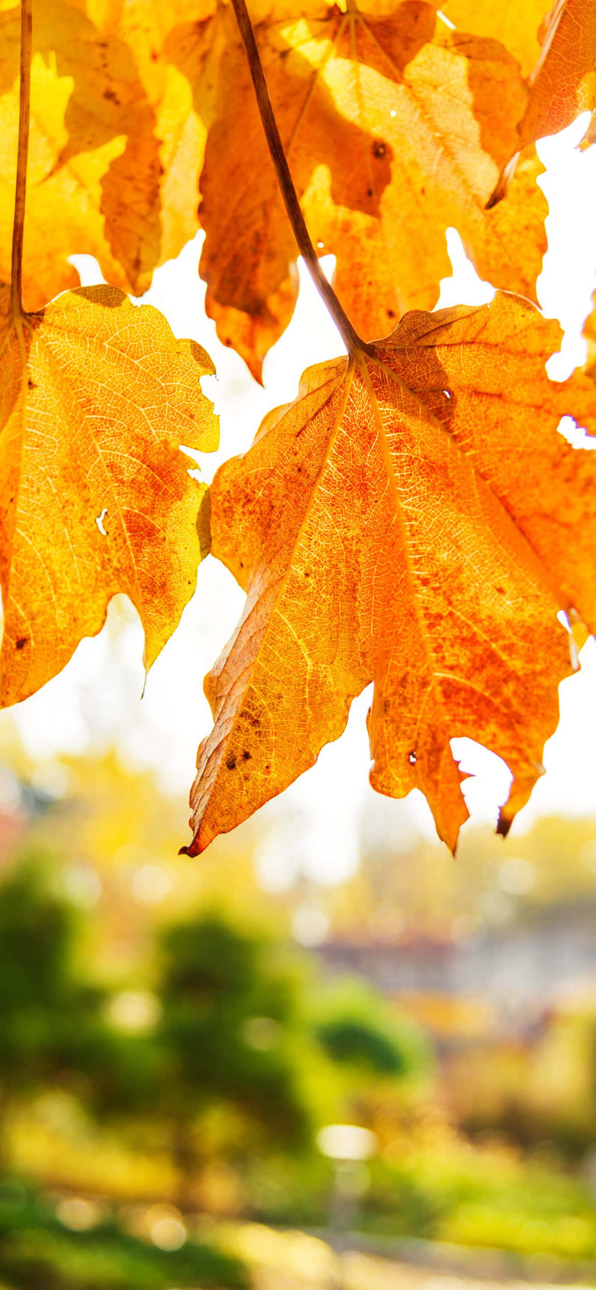 En betagende udsigt over farverigt efterårsløv Wallpapers