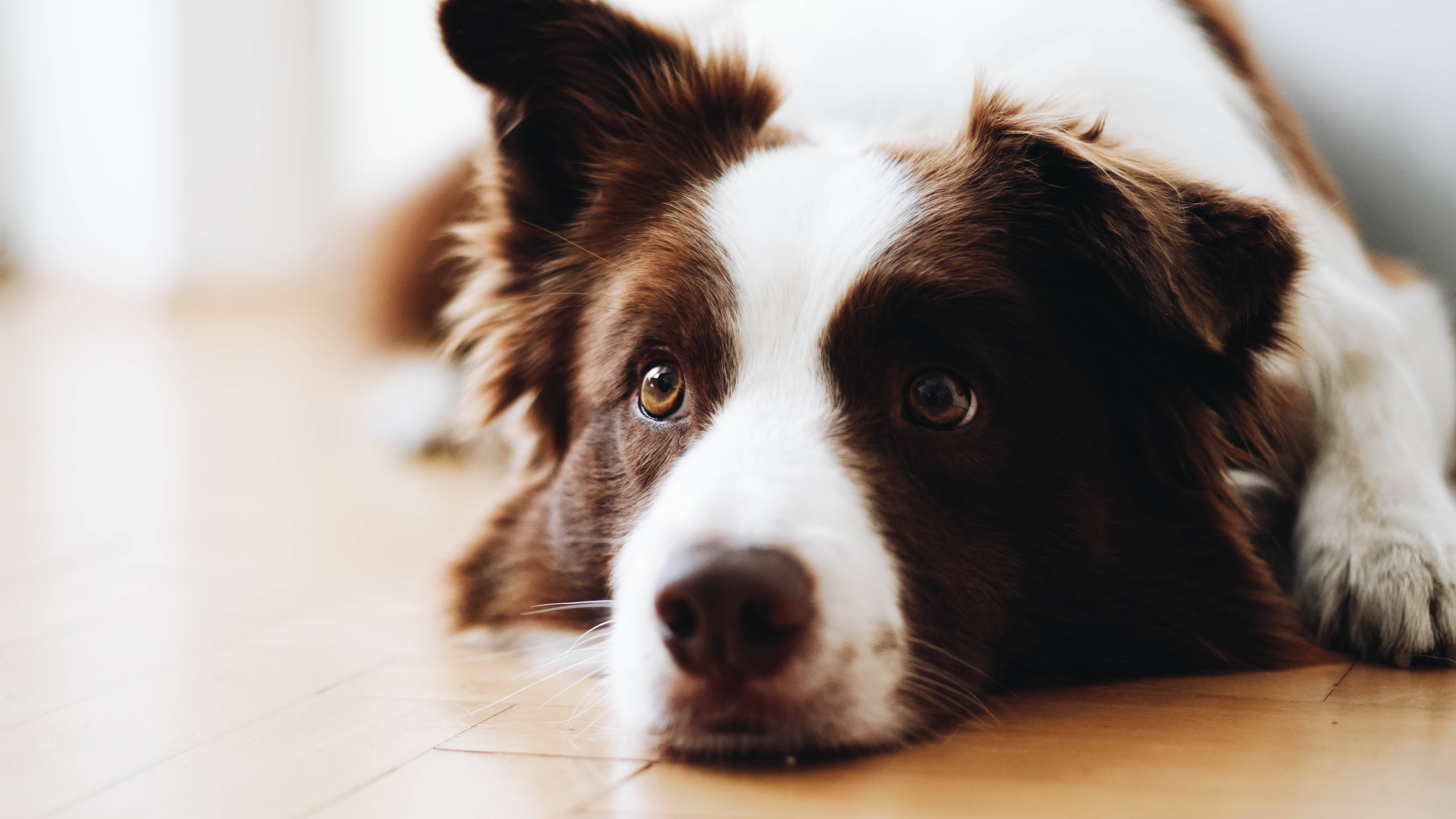 Billede: En hvid og tan pelset hund, der nyder livet Wallpapers