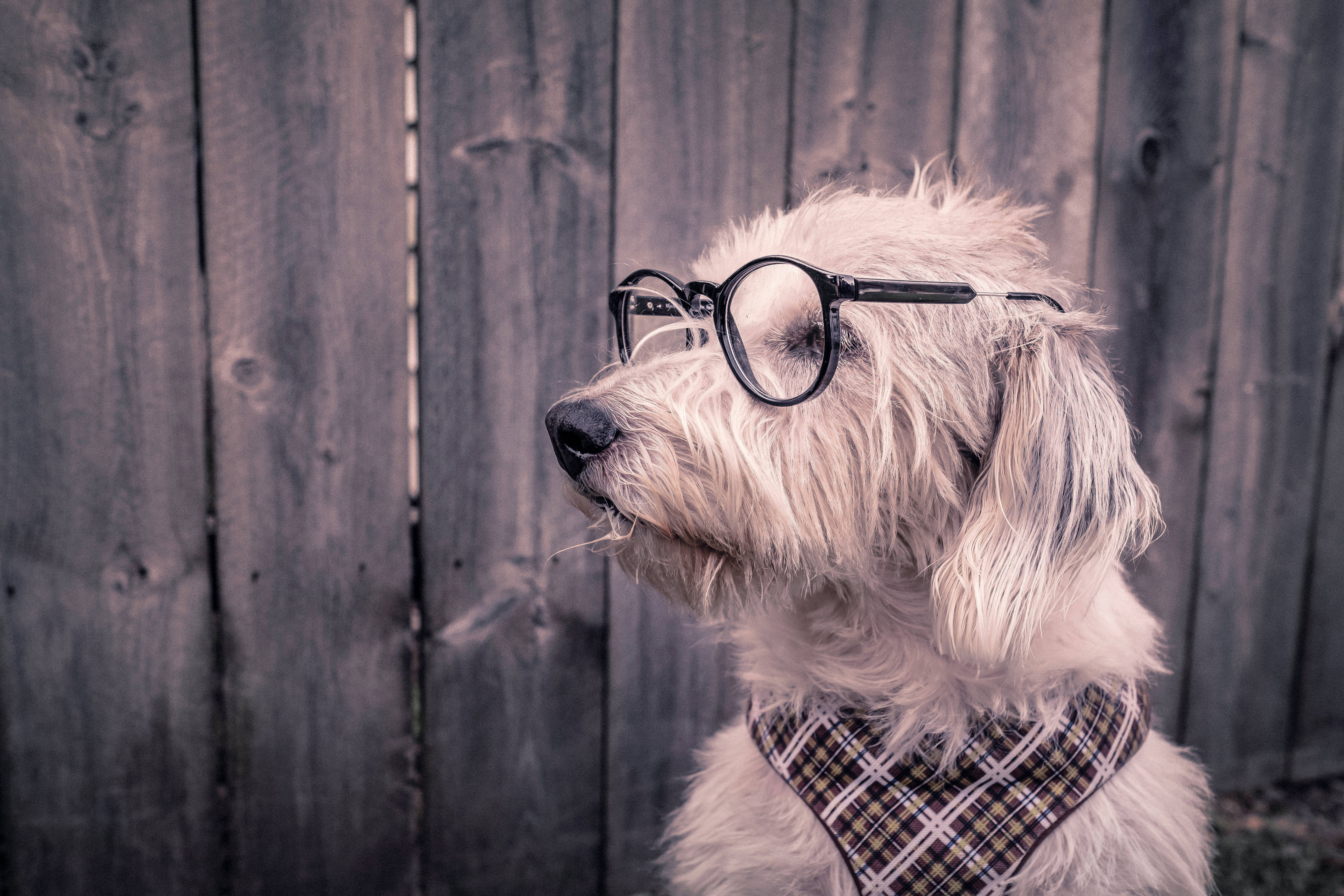Billede: En klog hund med briller Wallpapers