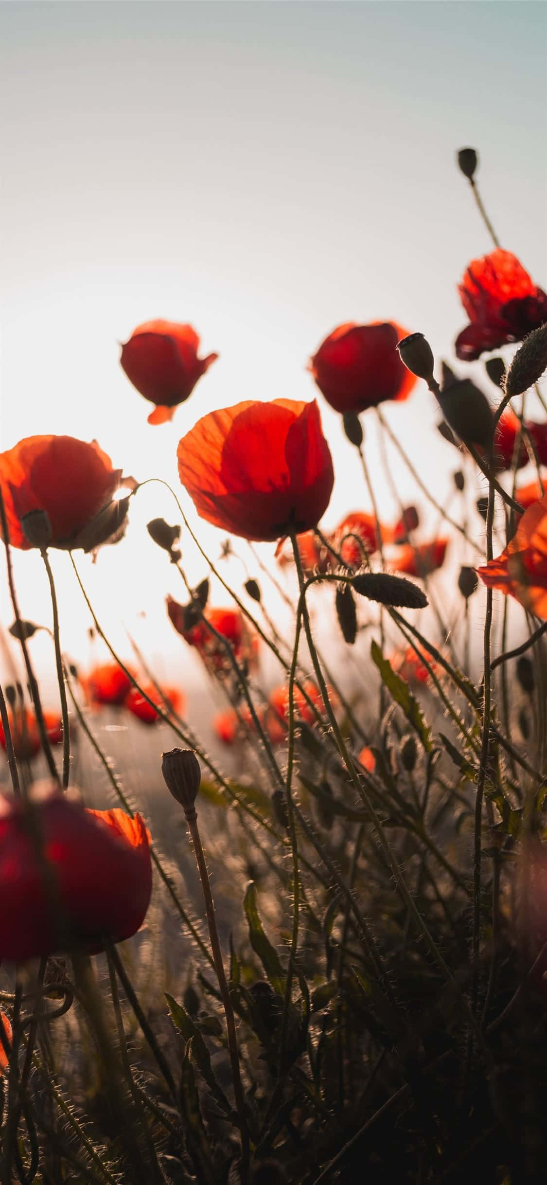 Billede “En Smuk Rød Blomst Viser Naturens Æstetik i Fuld Flor” Wallpapers