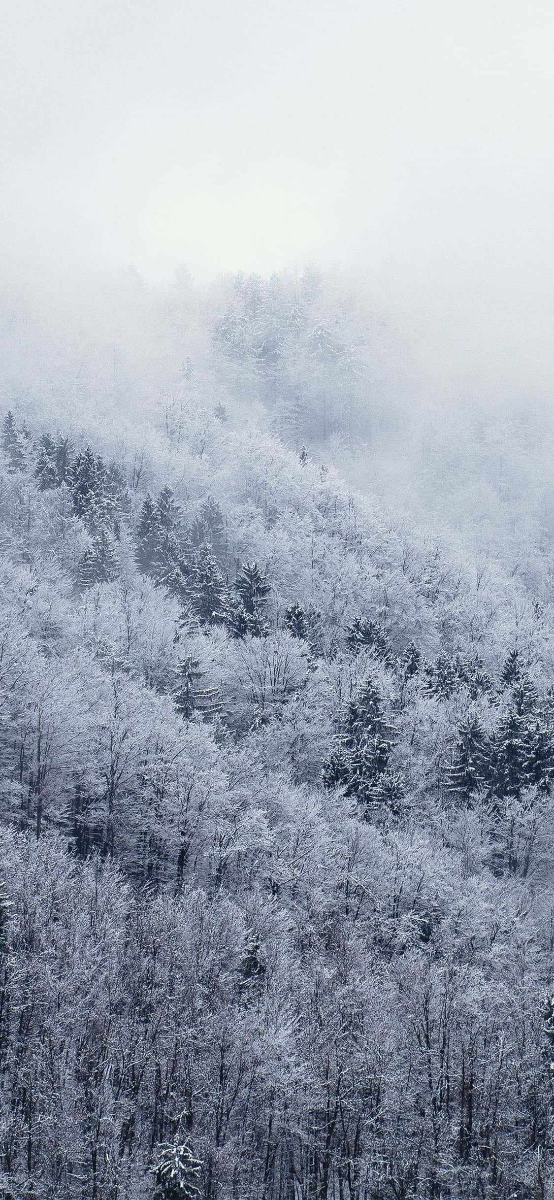 Billede Udforsk Det Hvide Vintereventyrland med Snow iPhone Wallpapers