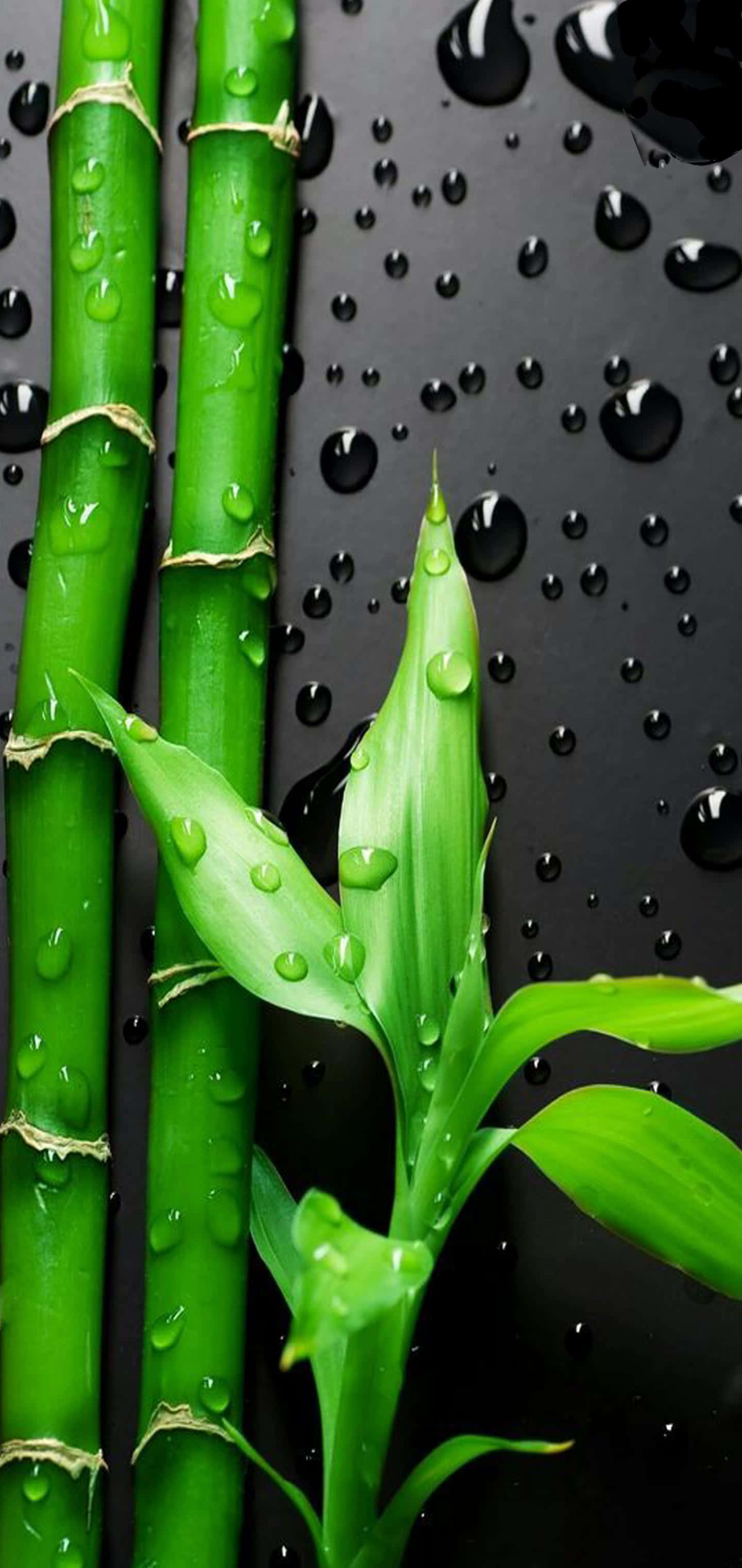 Billeder af Galaxy S10 Plus Wallpapers