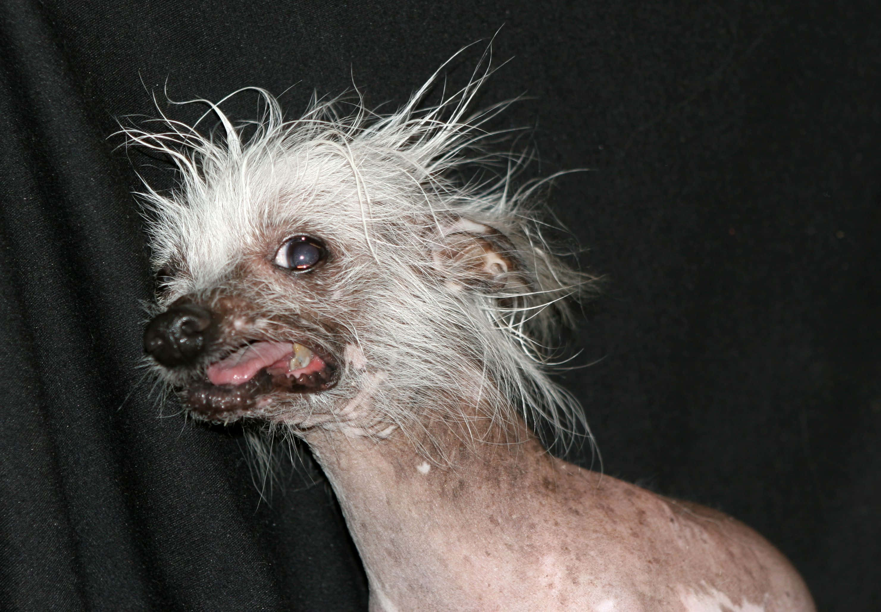 Billeder af kinesisk nøgenhund med top Wallpapers