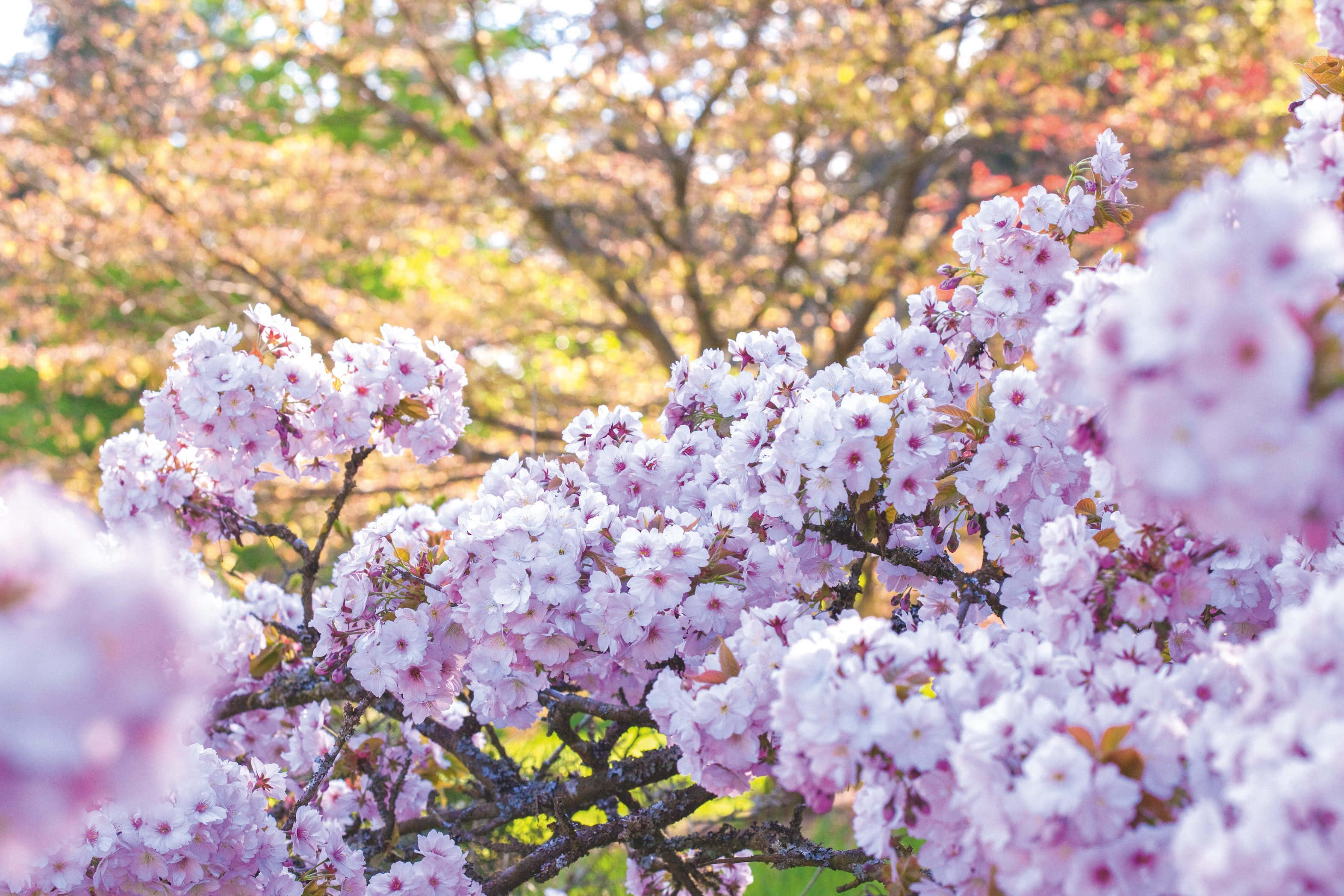 Billeder af kirsebærblomster Wallpapers