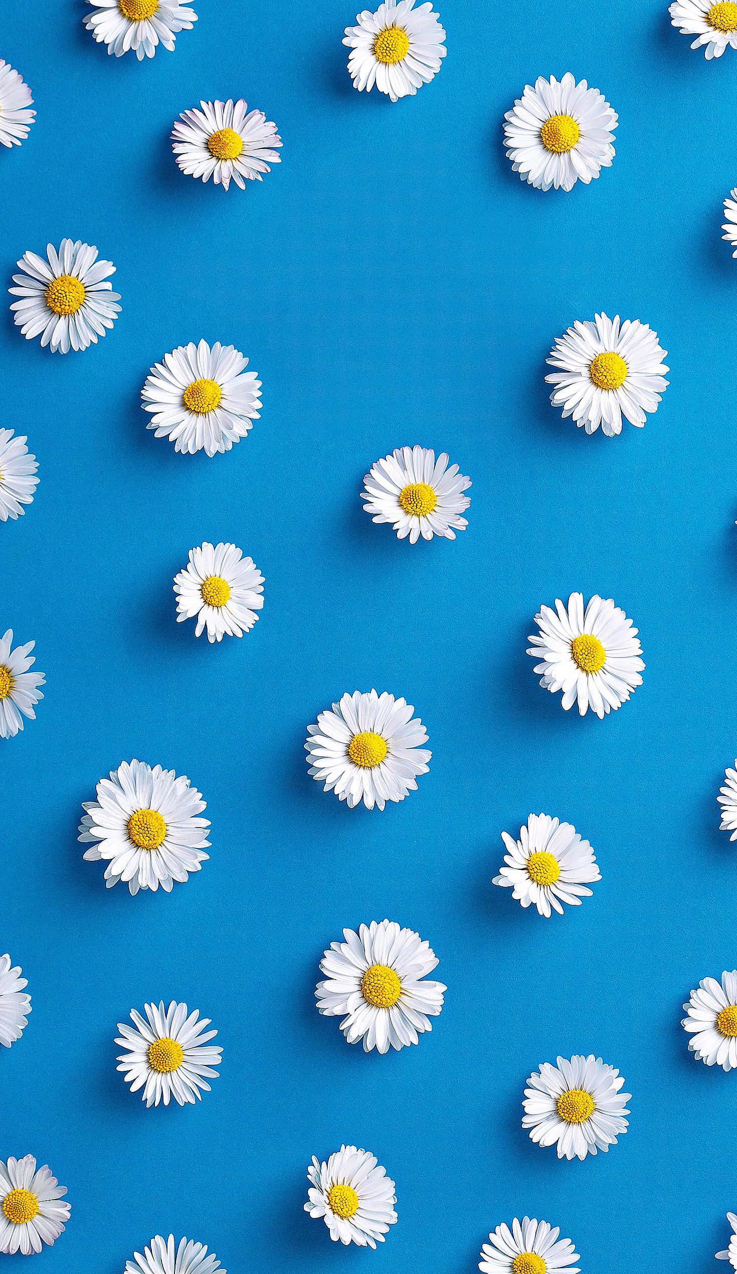 Blå baggrund med forårsdaisy iPhone Wallpapers