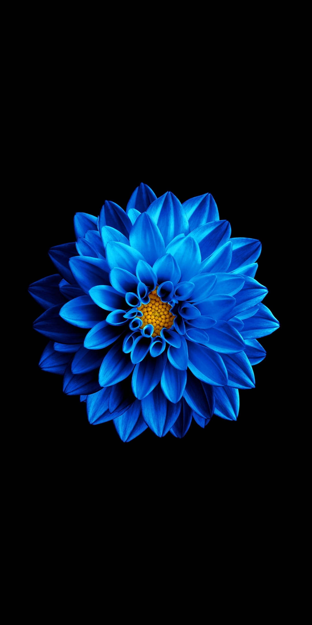 Blå Blomst på Sort Amoled Wallpapers