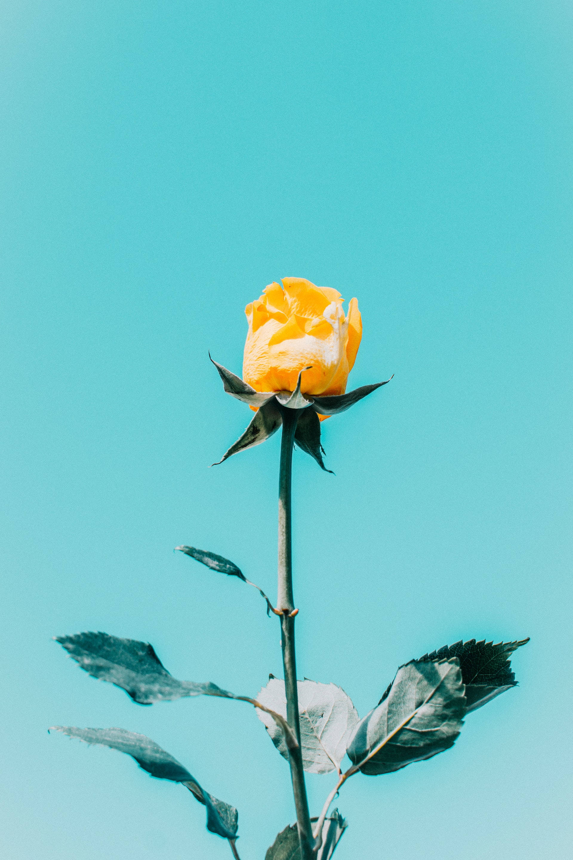 Blå himmel gul rose æstetik Wallpapers