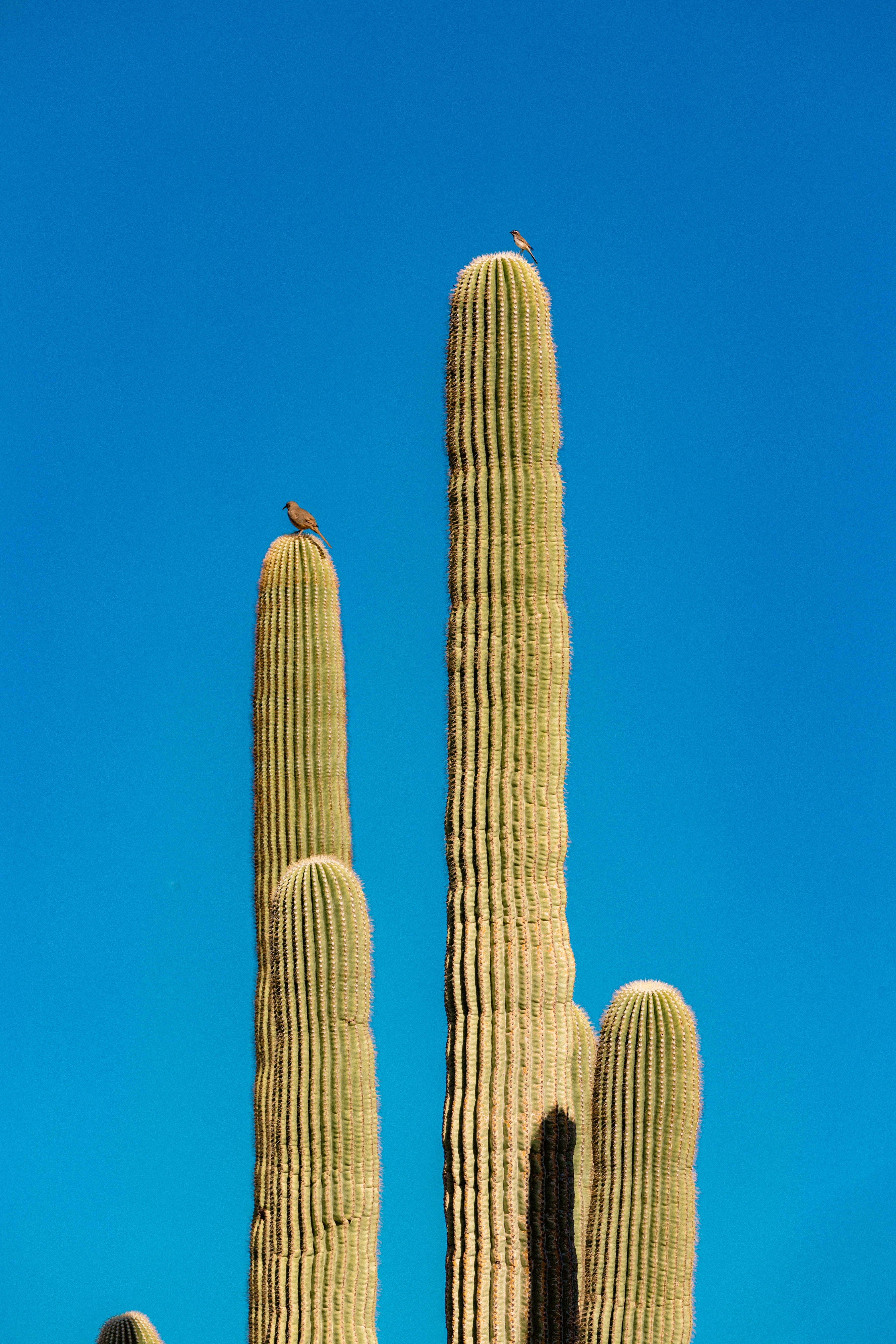 Blå himmel kaktusplante æstetik Wallpapers