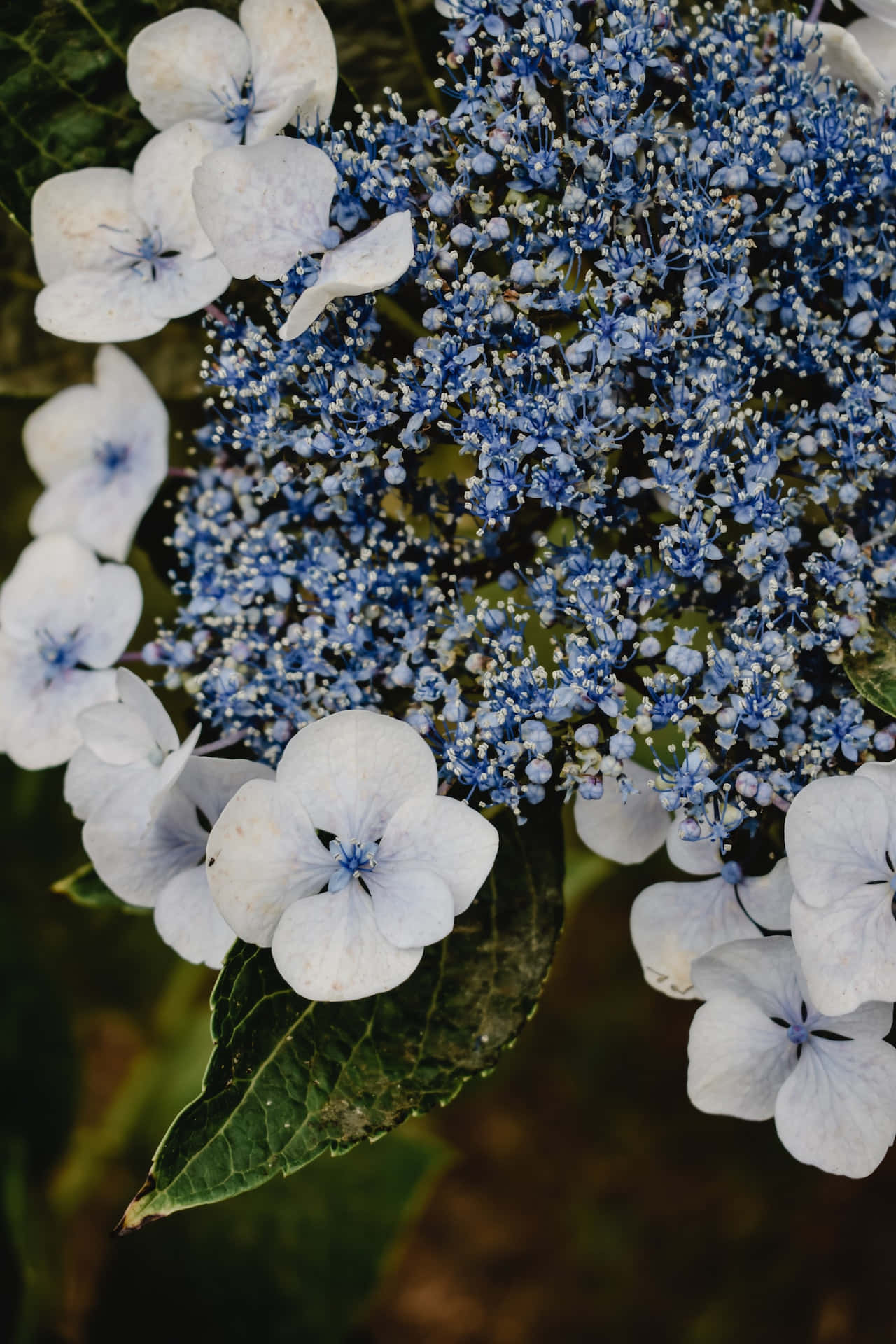Blå hortensia serrata blomster telefon Wallpapers