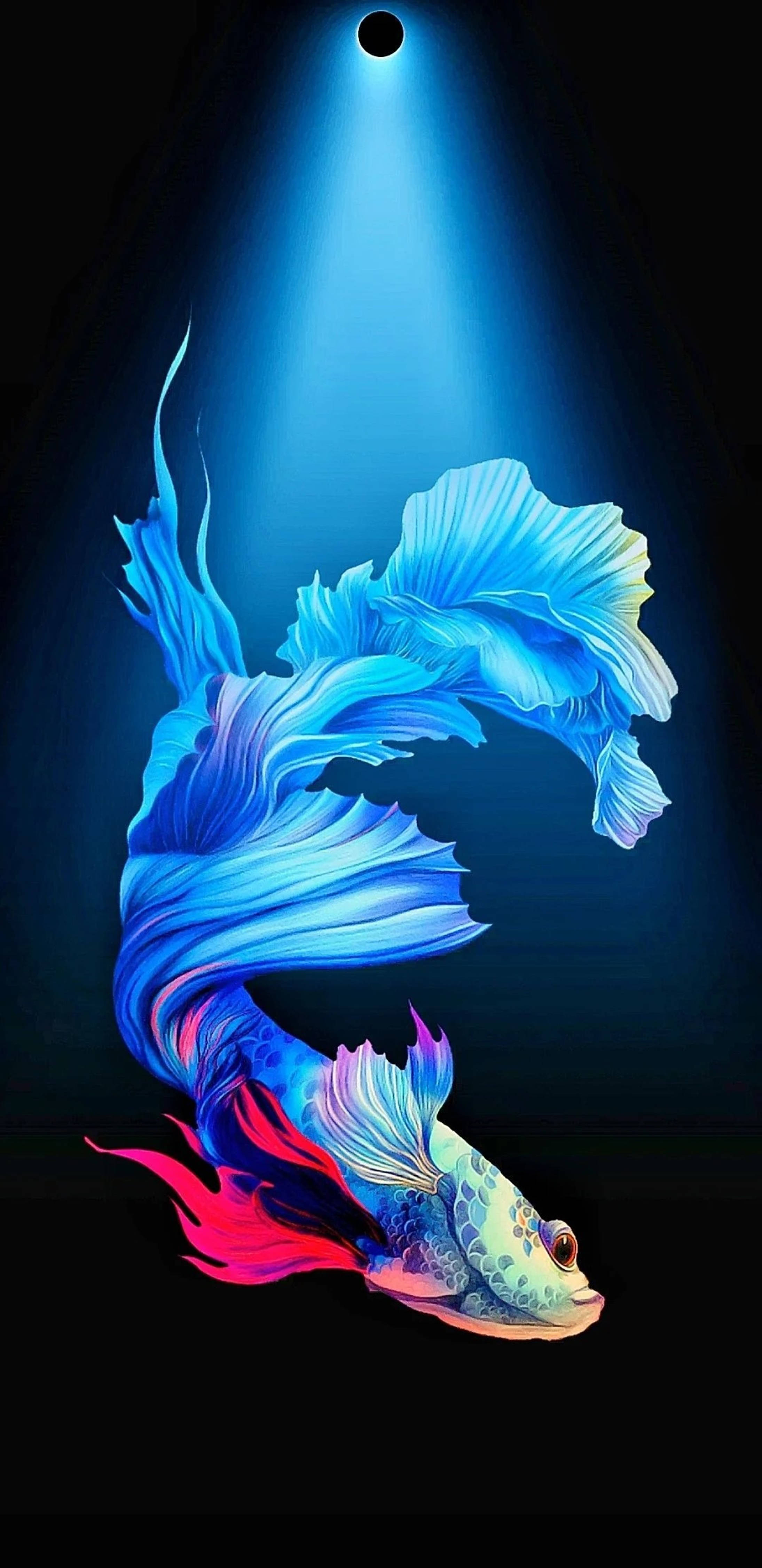 Blå Kampfisk Hulslag 4K Wallpapers