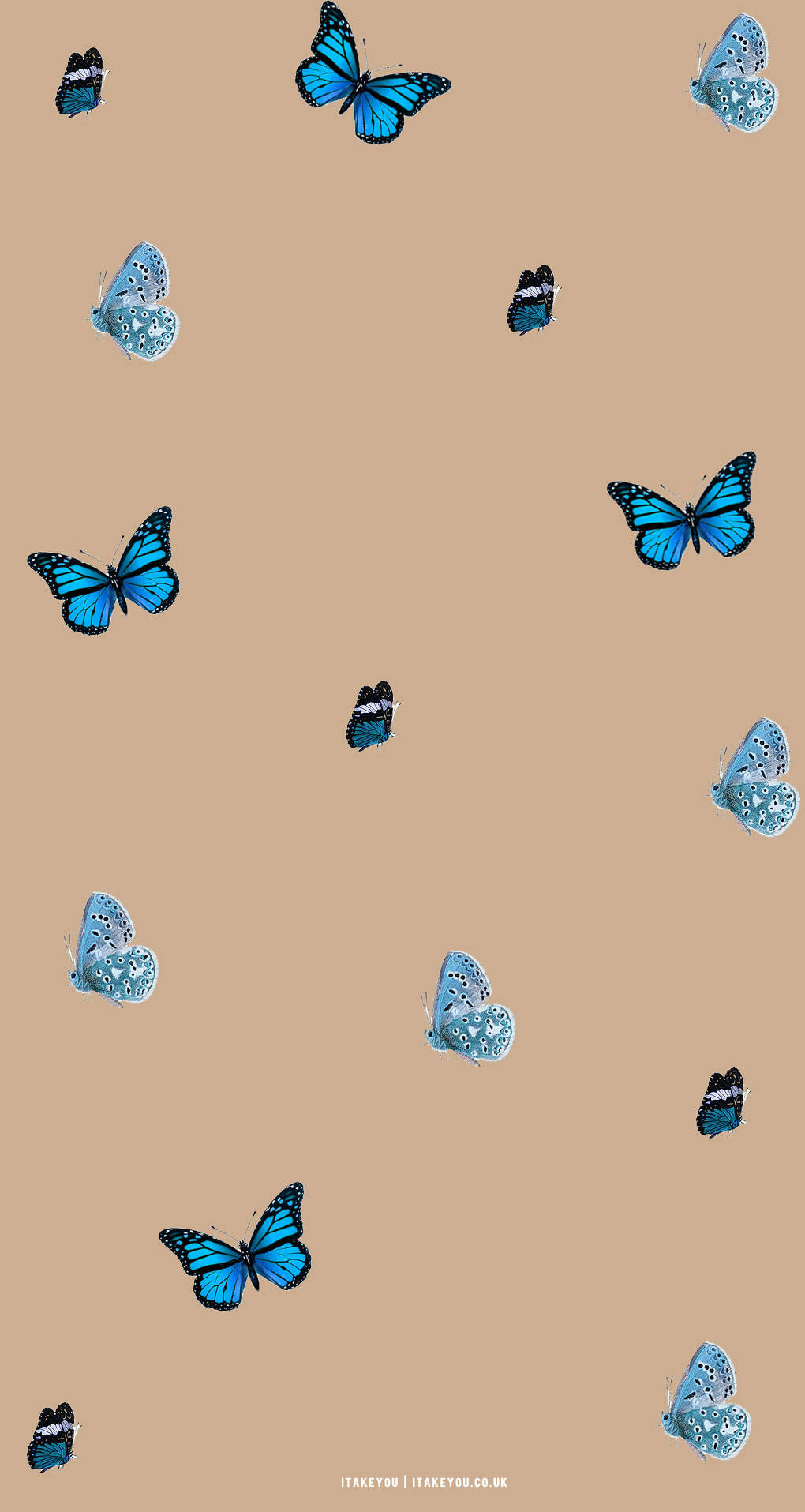 Blå og beige sommerfugleæstetik Wallpapers
