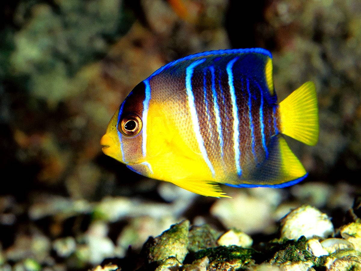 Blå og gul cool fisk Wallpapers