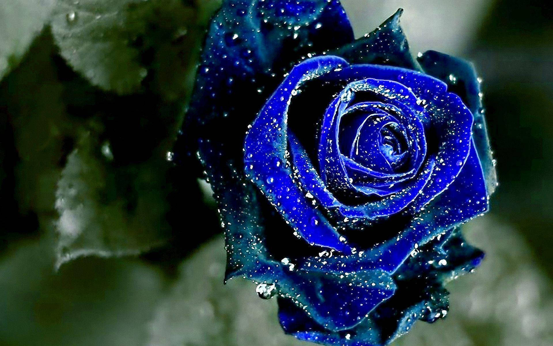 Blå rose æstetik Wallpapers