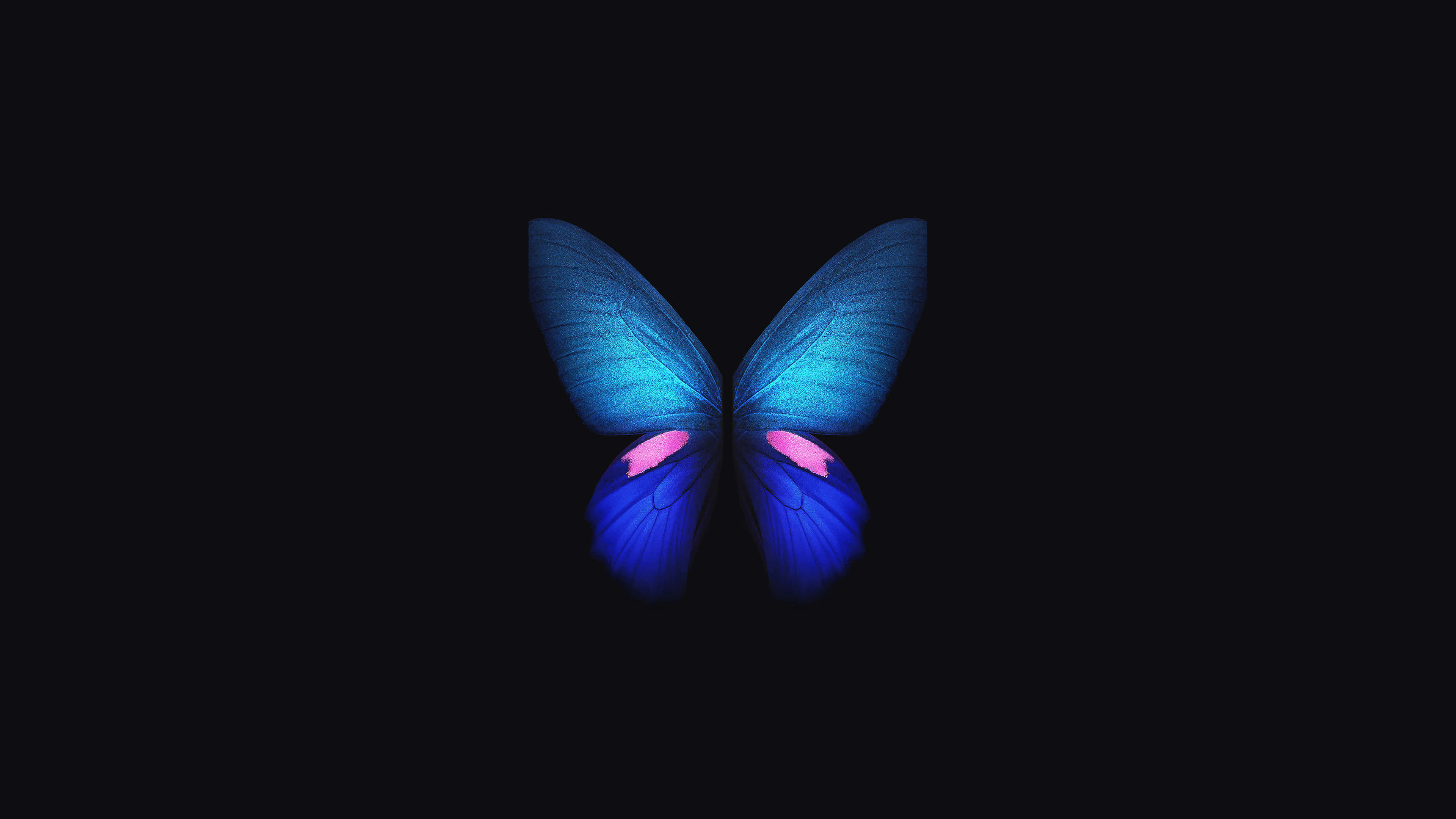 Blå sommerfugl 4K OLED baggrund Wallpapers
