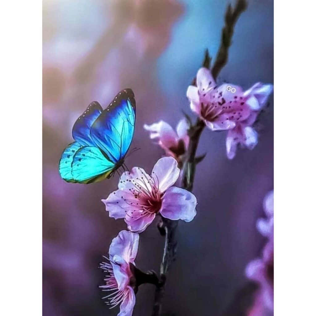Blå sommerfugl på lyserøde blomster smukt profilbillede Wallpapers