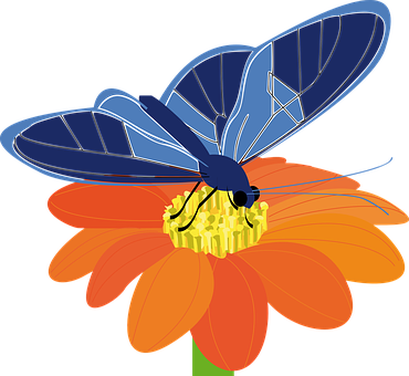 Blå sommerfugl på orange blomst Wallpapers