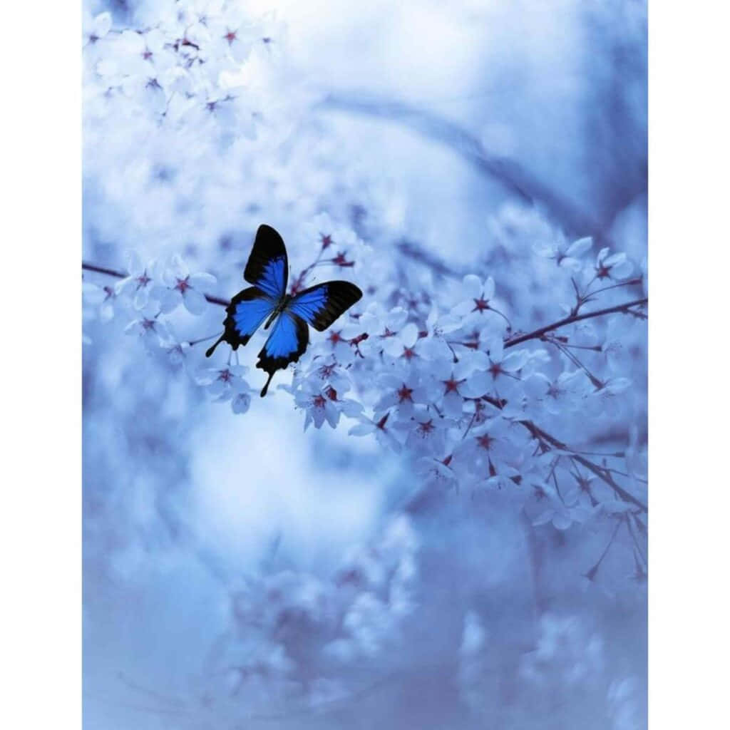 Blå sommerfugl smukke profilbilleder Wallpapers