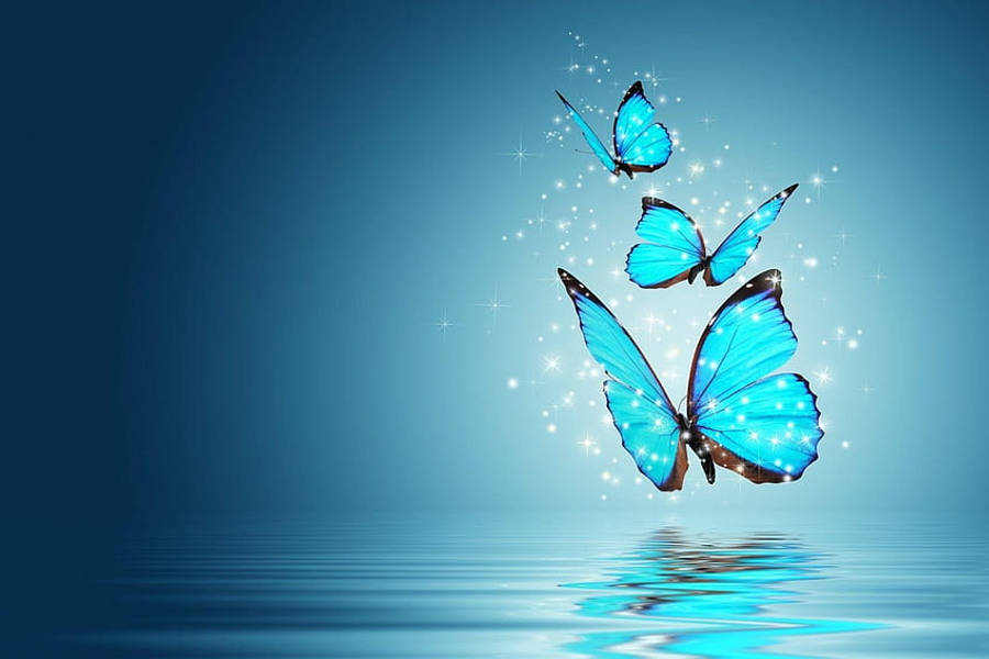 Blå sommerfugle i fuld skærm HD Wallpapers