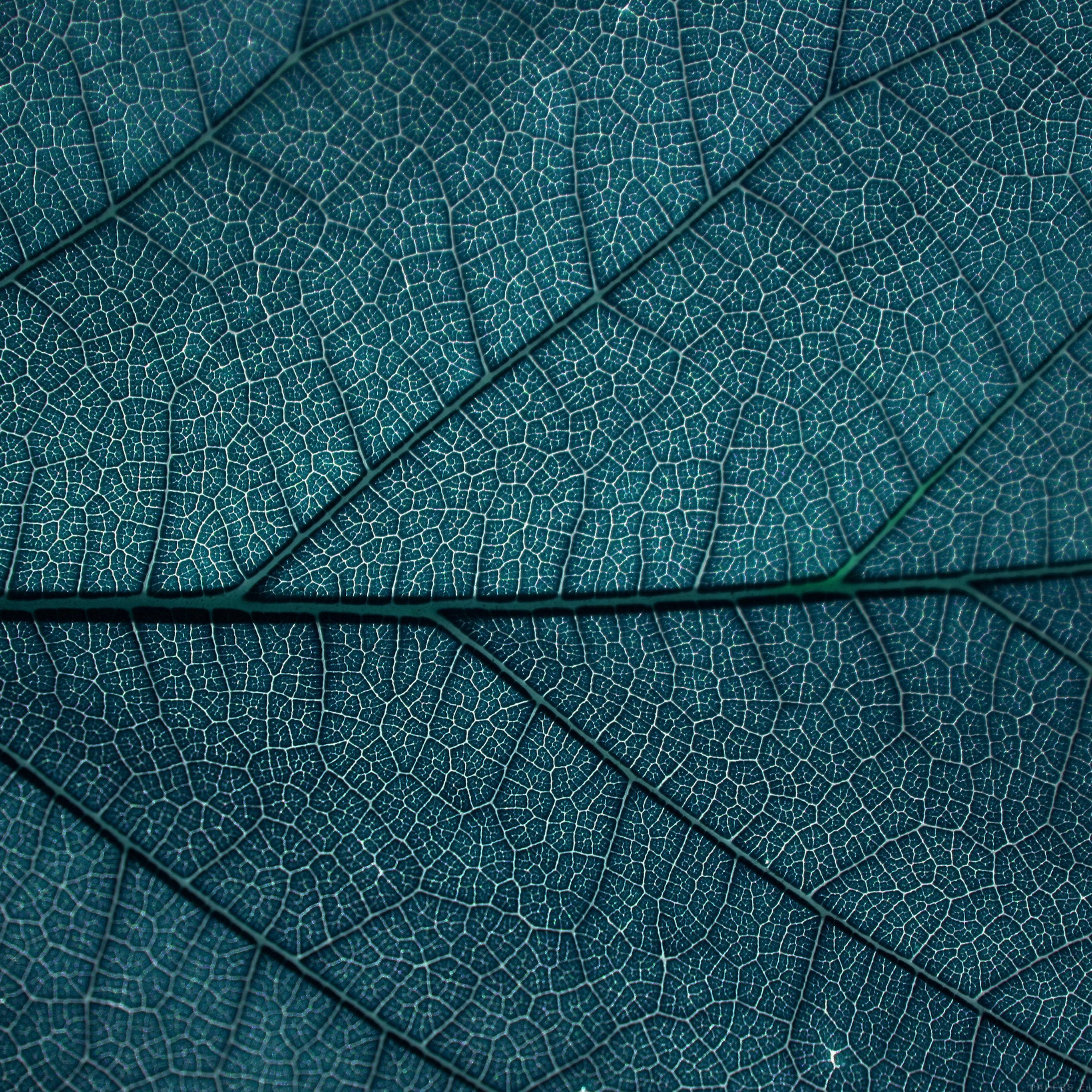 Bladtekstur Æstetisk Mønster Wallpapers