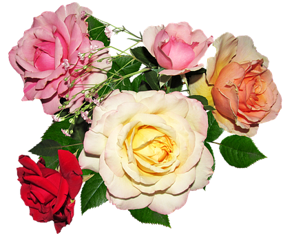 Blandet farvet rosenbuket Wallpapers