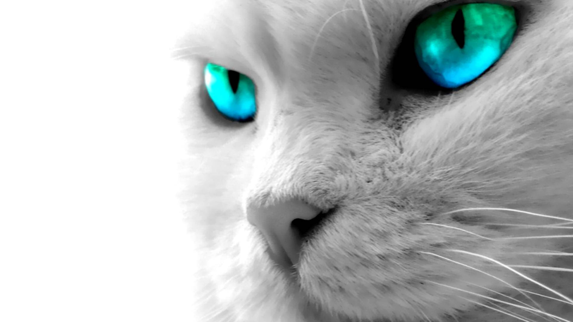 Blåøjet kat foran computer Wallpapers
