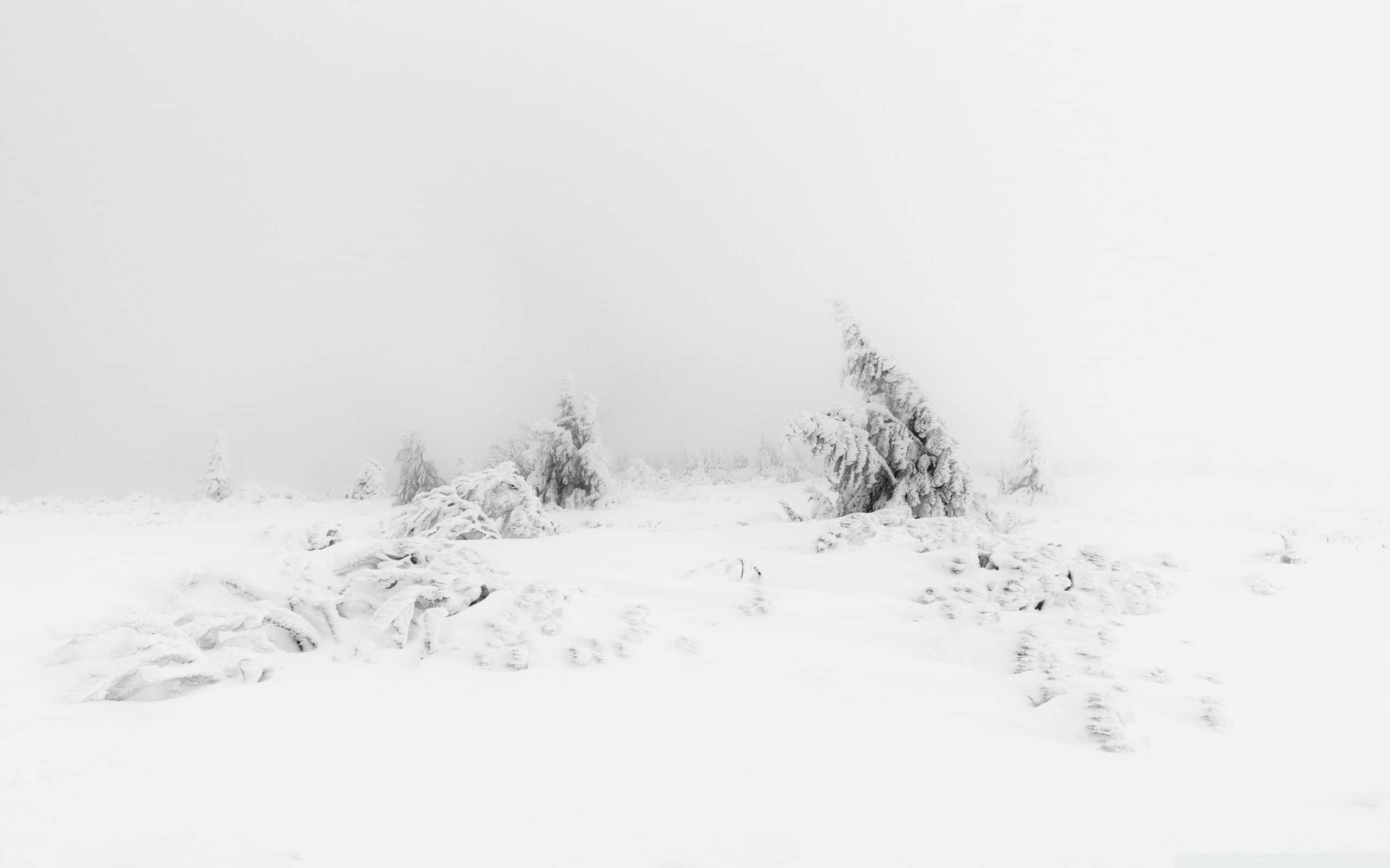 Blød hvid æstetisk landskab Wallpapers