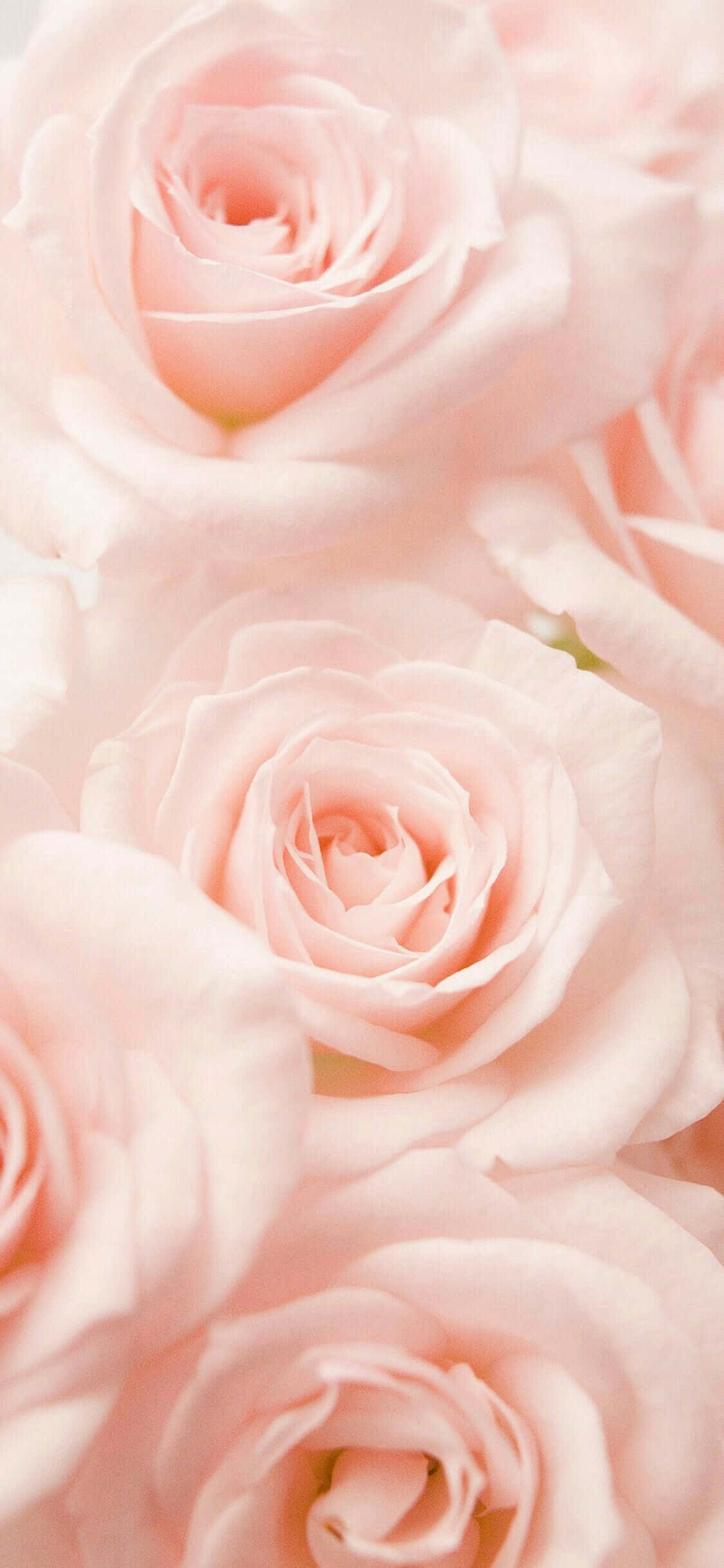 Blød pastelrosa baggrund Wallpapers