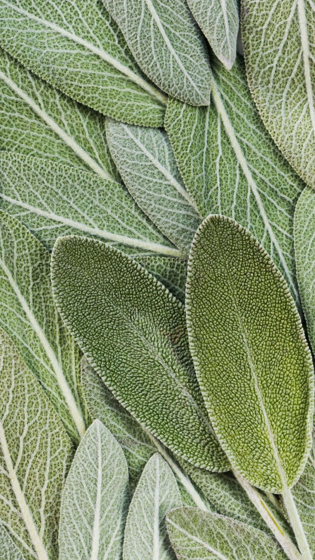 Blød salviegrøn vægfarve skaber rolig og indbydende stemning Wallpapers