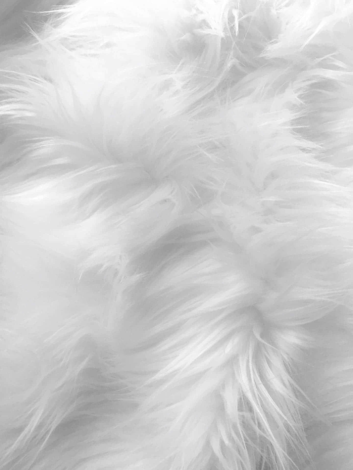 Bløde hvide æstetiske fjer Wallpapers