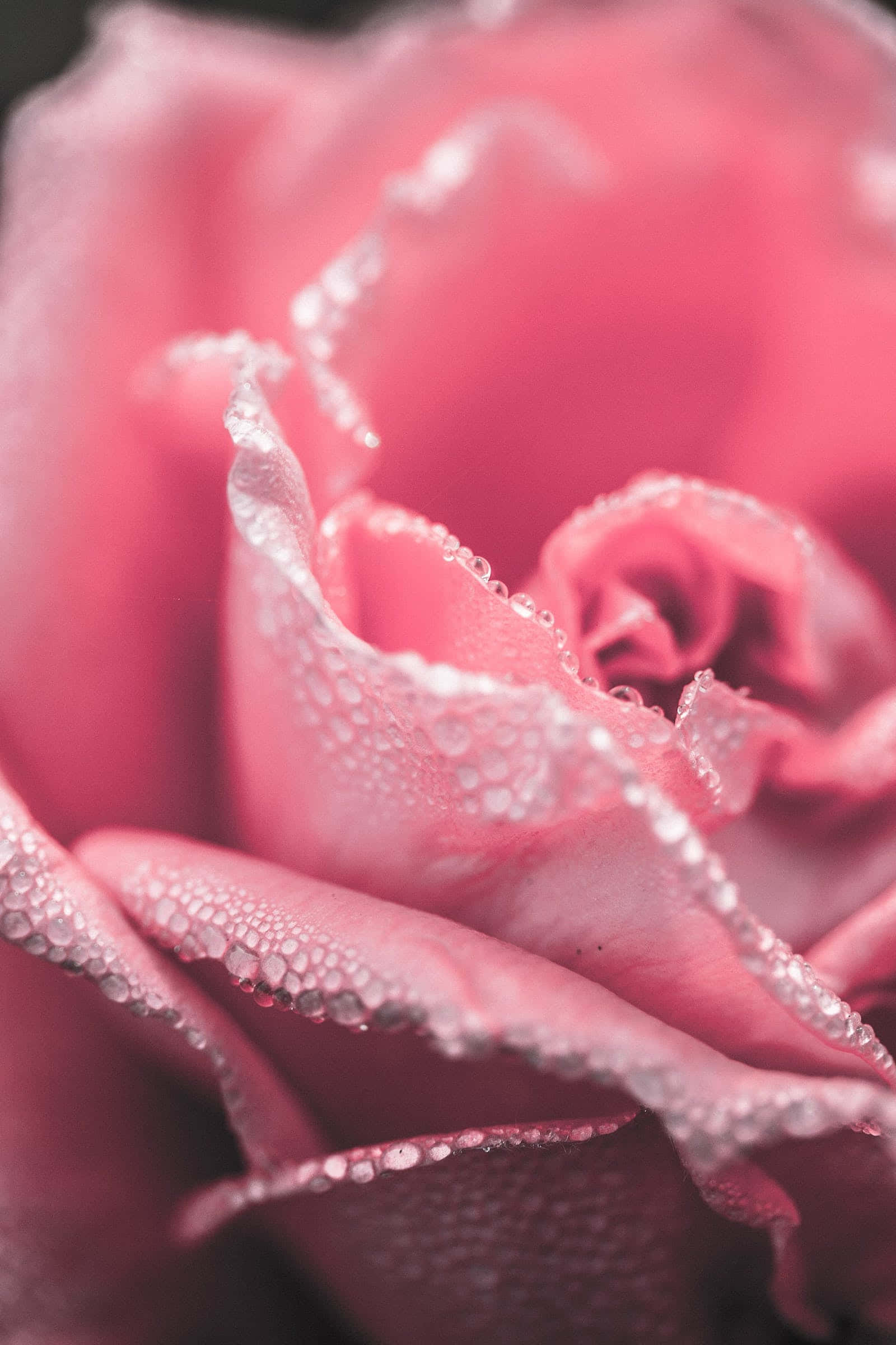 Blegrosa baggrund med rosenvanddråber Wallpapers