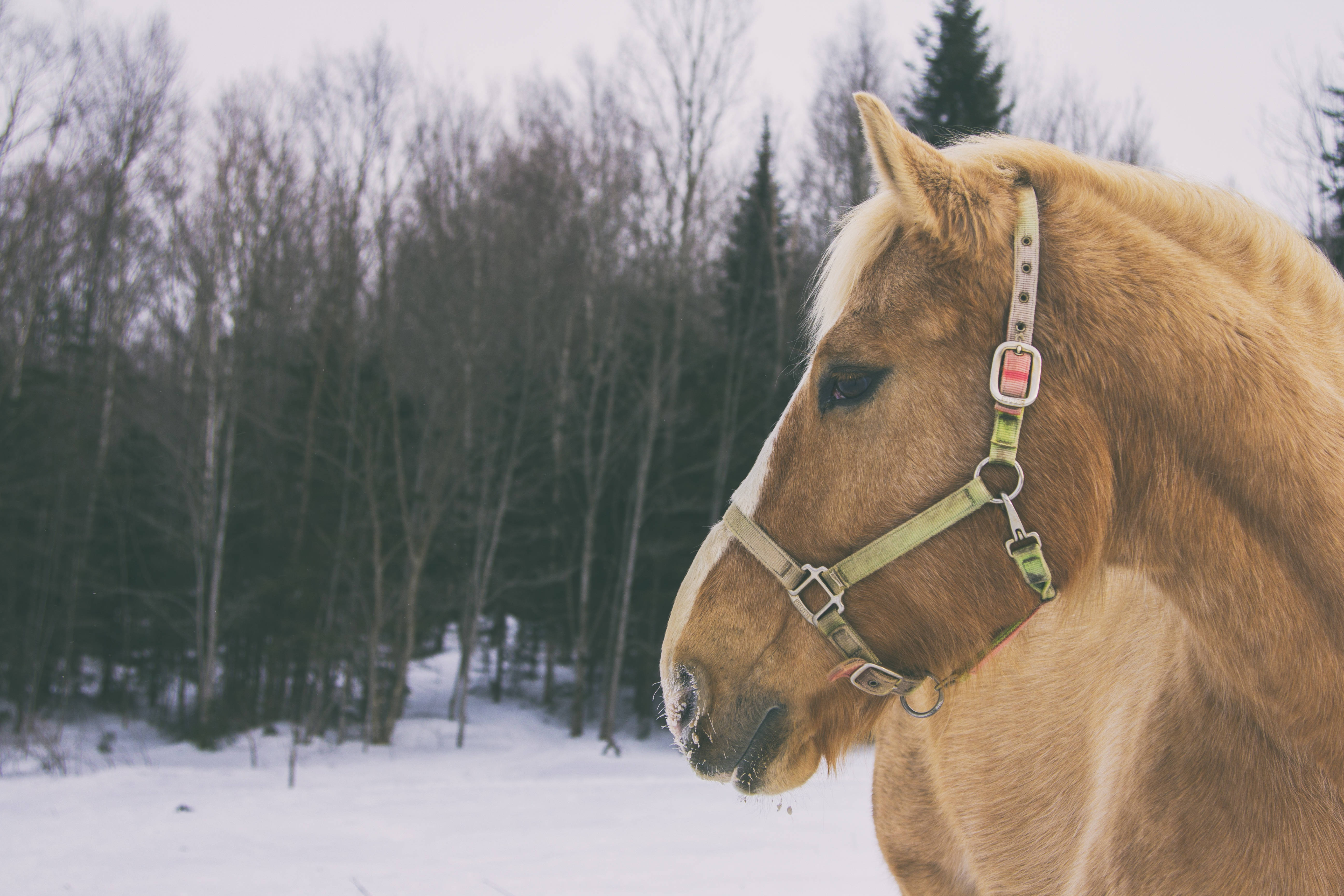 Blid brun hest, der nyder vinterlandet Wallpapers
