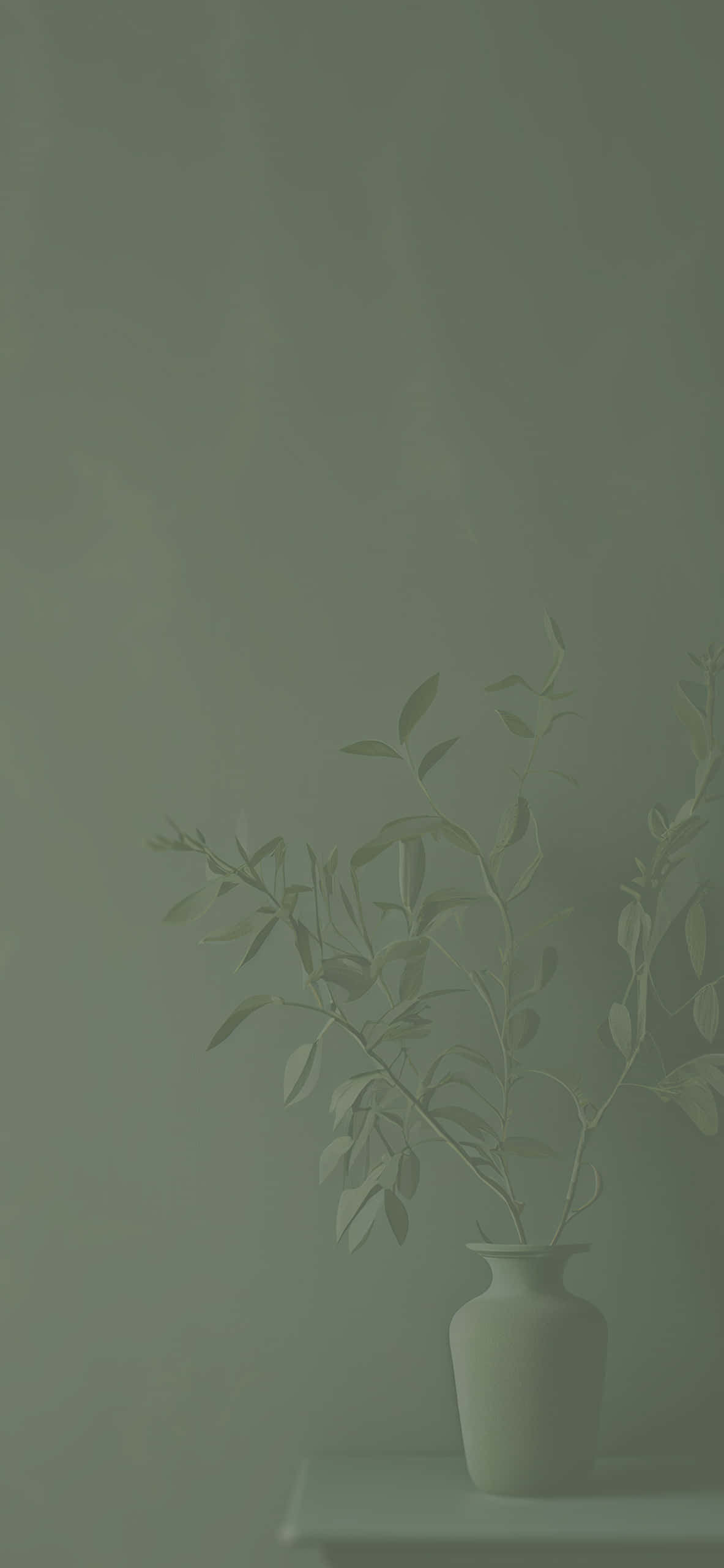 Blid ro fra salviegrøn baggrund Wallpapers