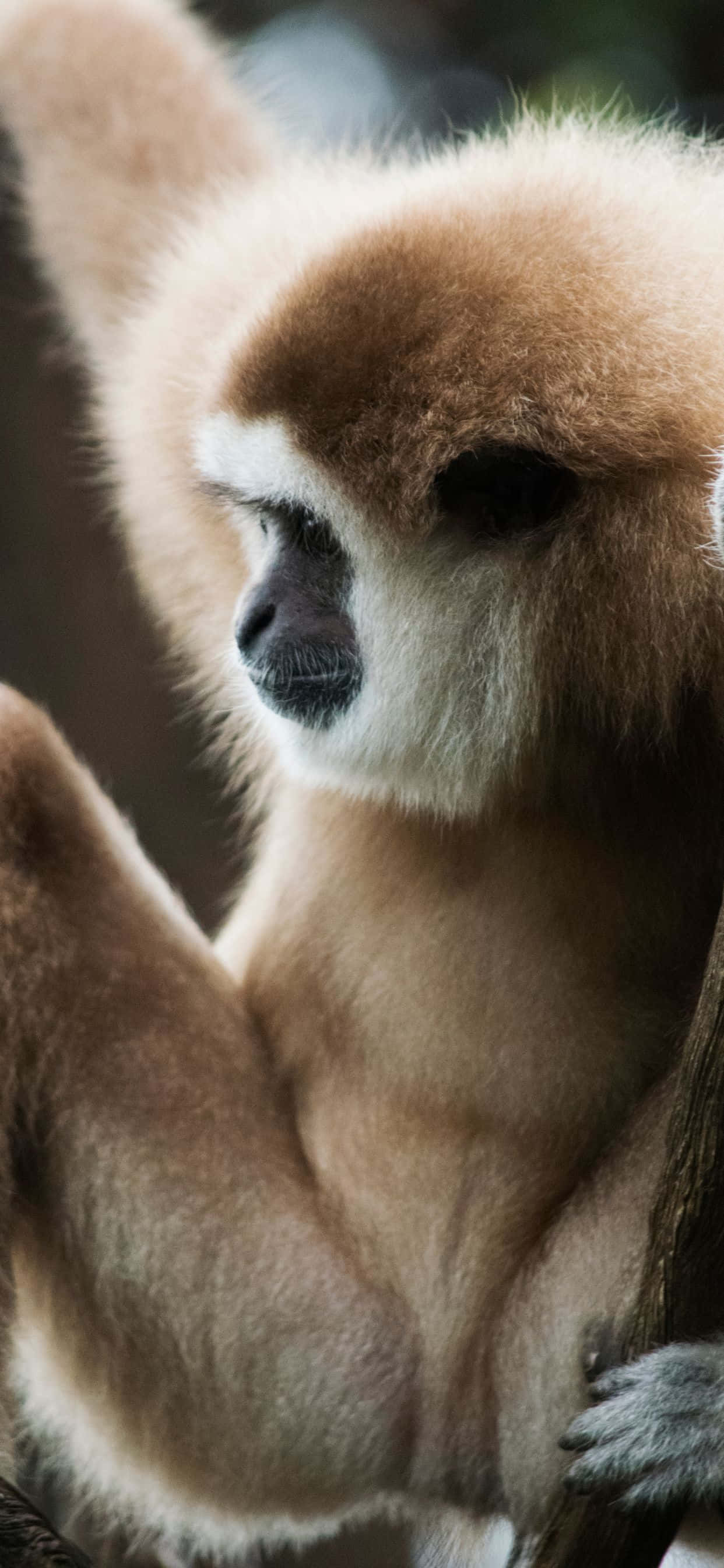 Bliv inspireret af iPhone Xs Max Gibbon Wallpapers