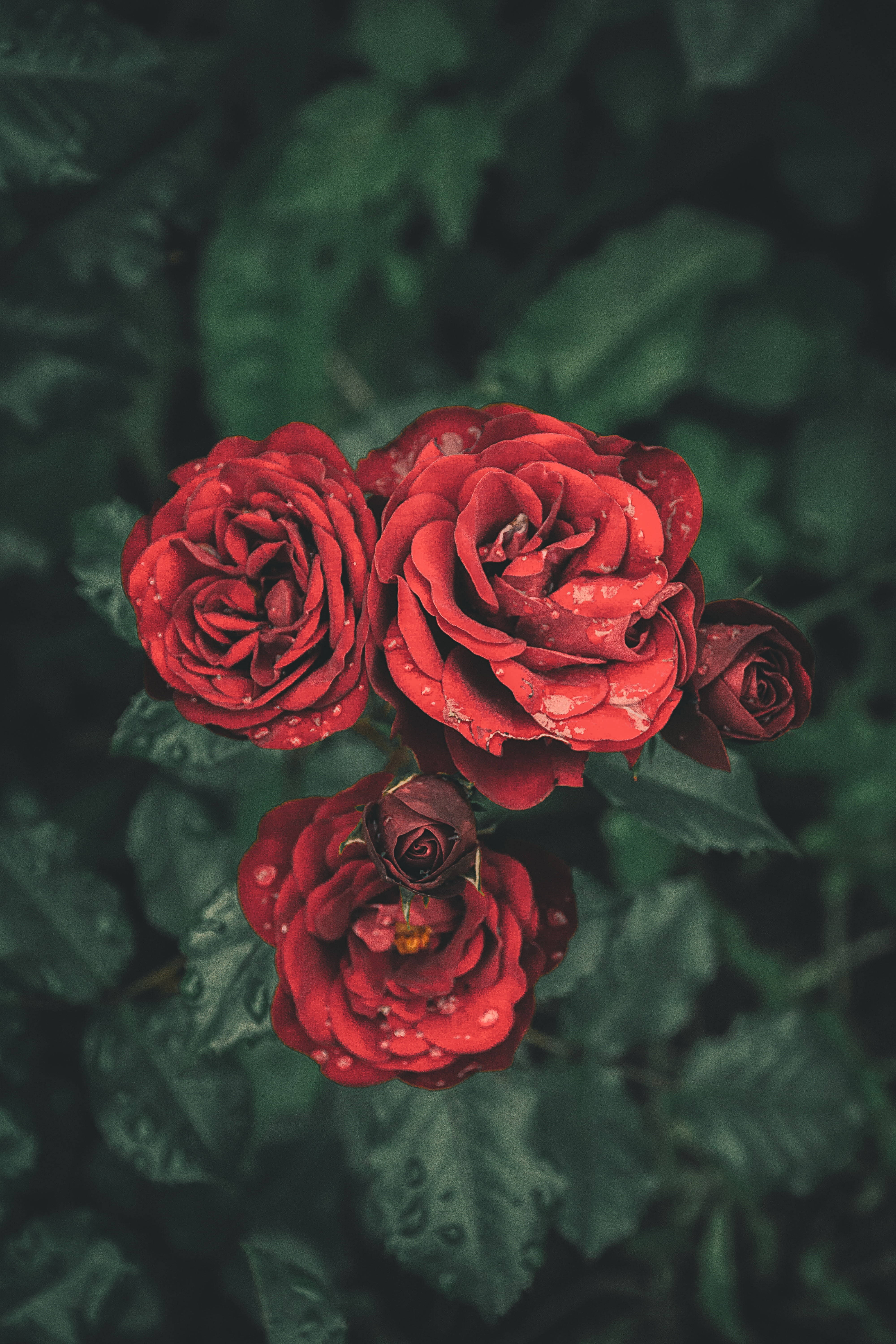 Blodrøde roser Wallpapers
